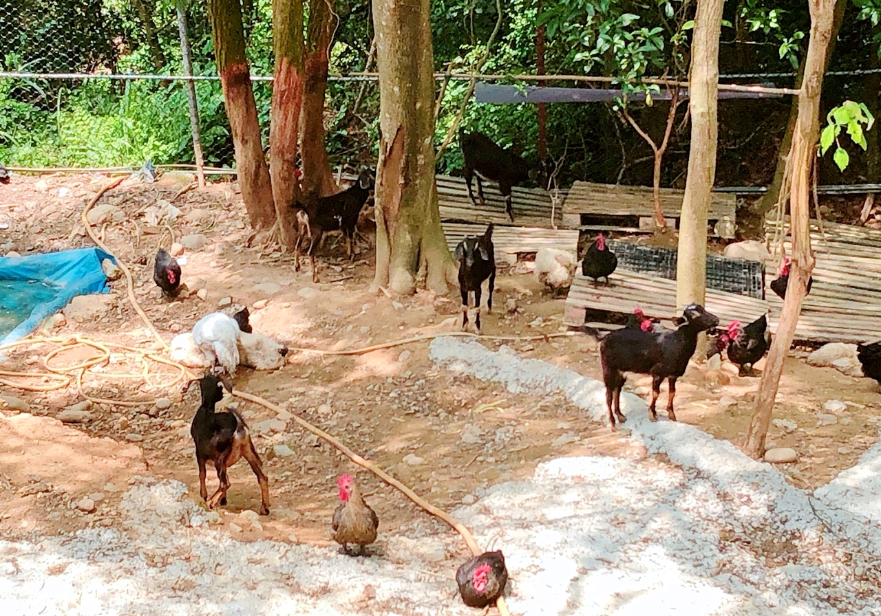 【桃園 星屋土雞城親子景觀餐廳】想吃土雞來這就對了。內有兒童沙坑、電動車、雞羊鳥動物觀賞區