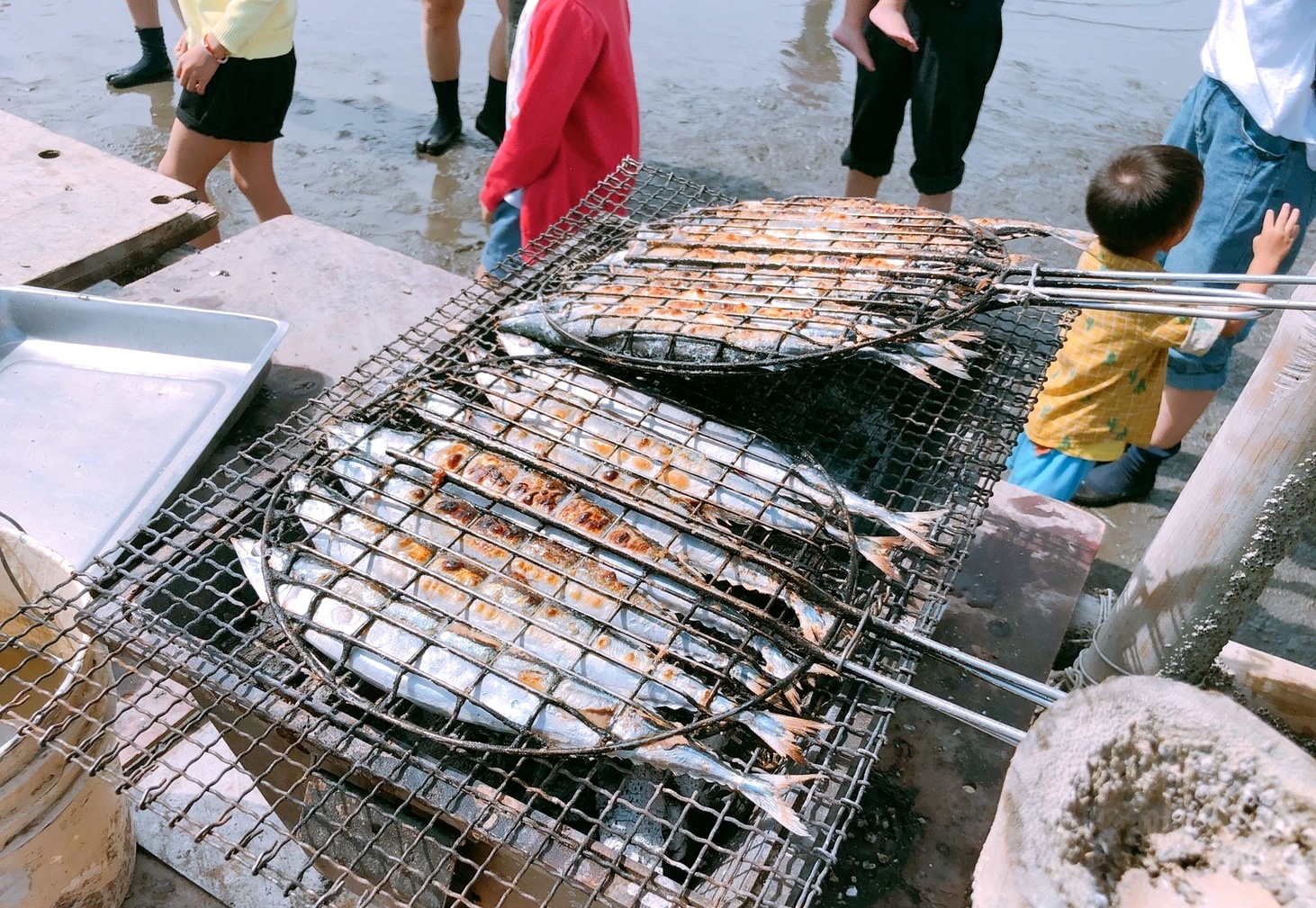 【彰化 阿進帶你採蚵趣】潮間帶搭海牛車體驗：採蚵、挖蛤蠣?？掘虑锏遏~超好吃