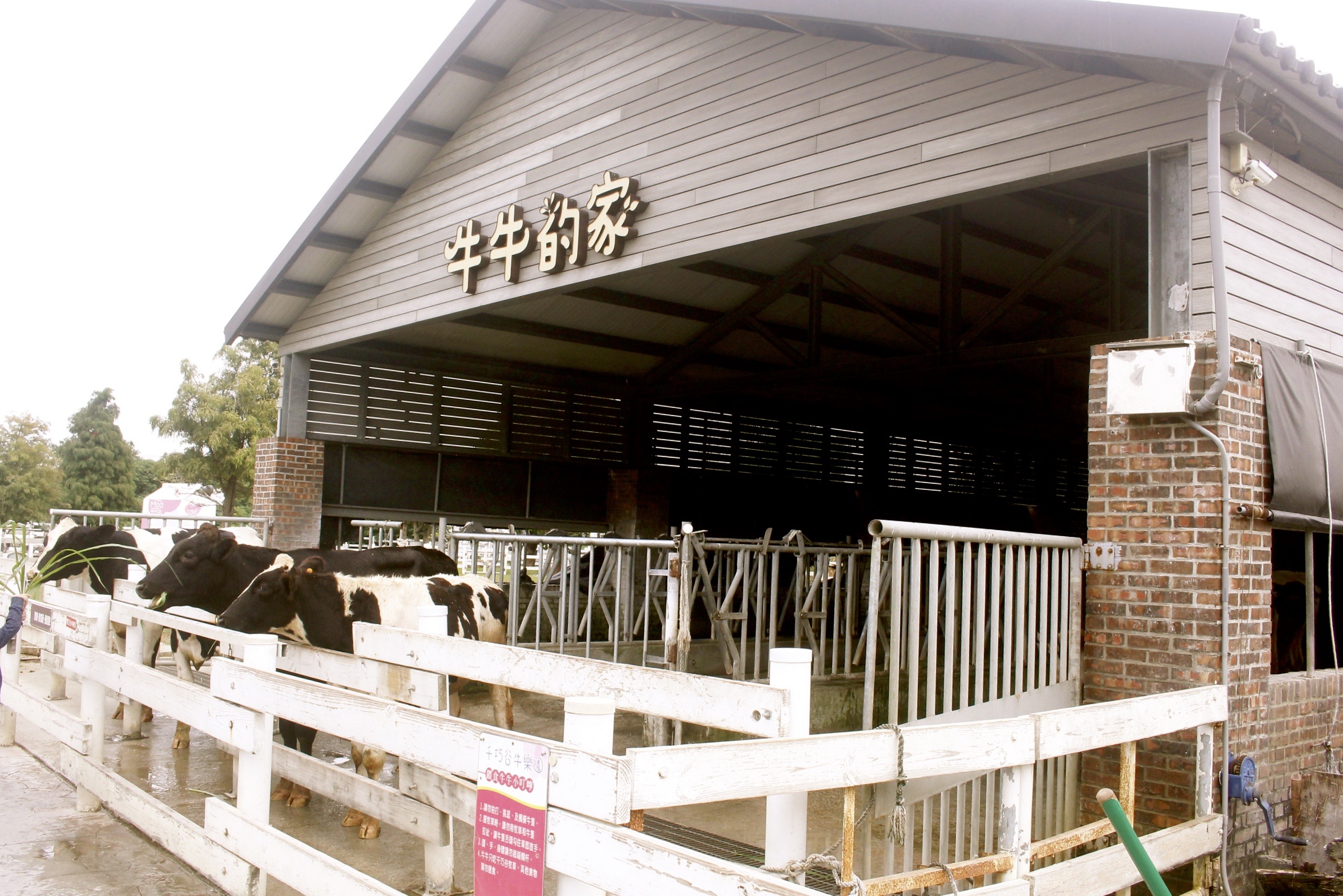 千巧谷牛樂園牧場,雲林景點