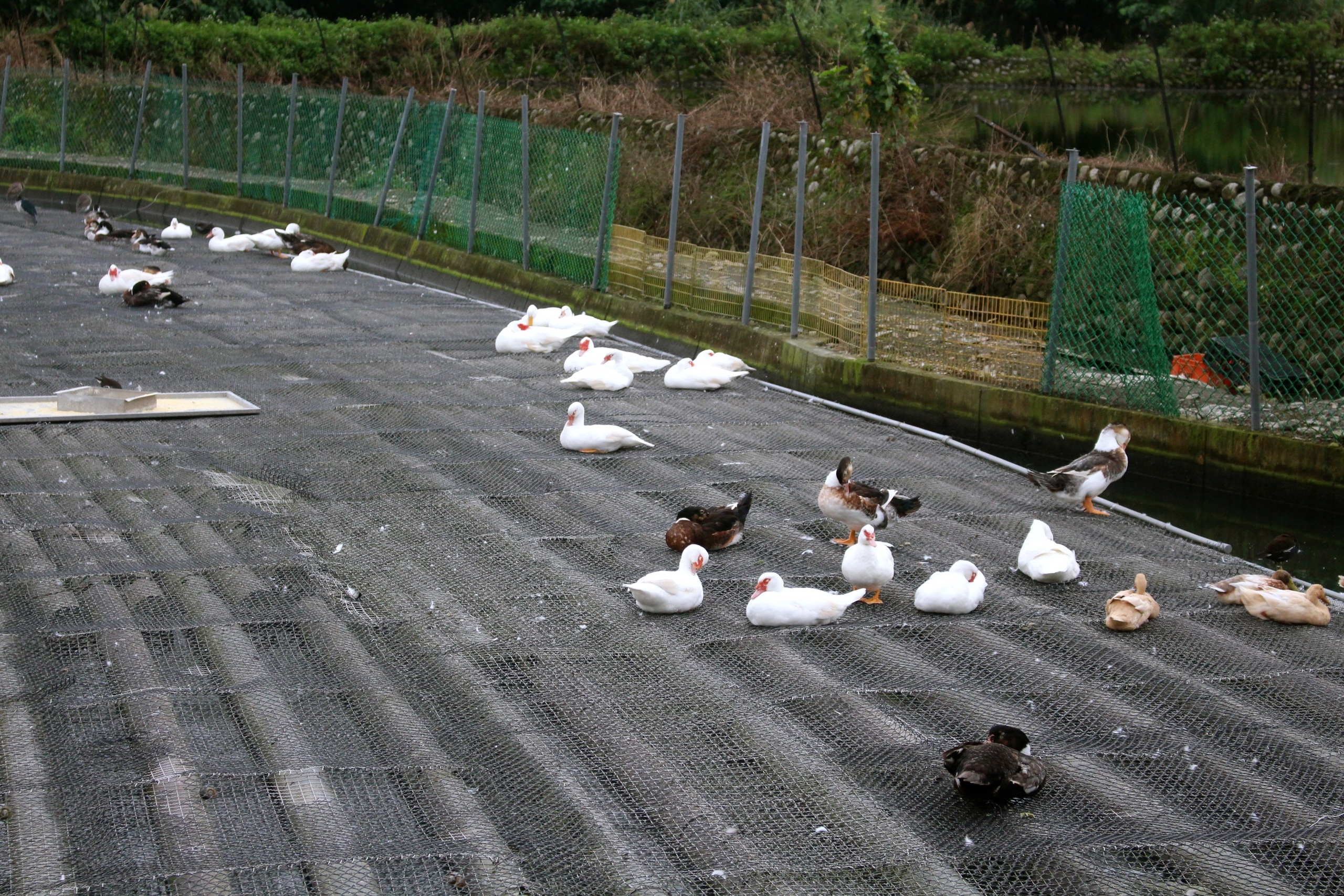 ㄚㄚ生態園區,宜蘭景點,甲鳥園