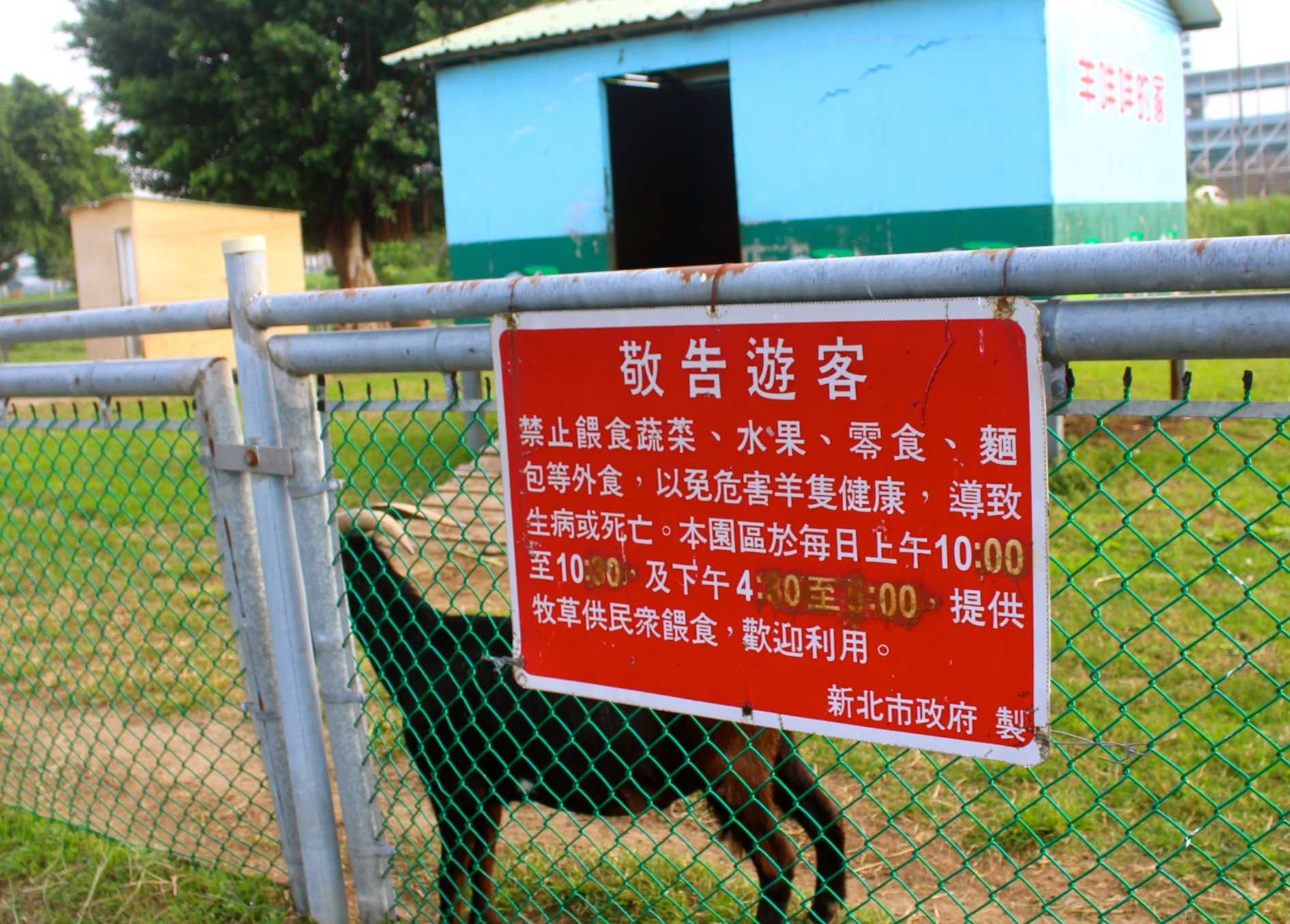 【新北 二重疏洪親水公園】免費餵食「羊咩咩的家」。暢遊自行車道/遙控賽車場/三種球場