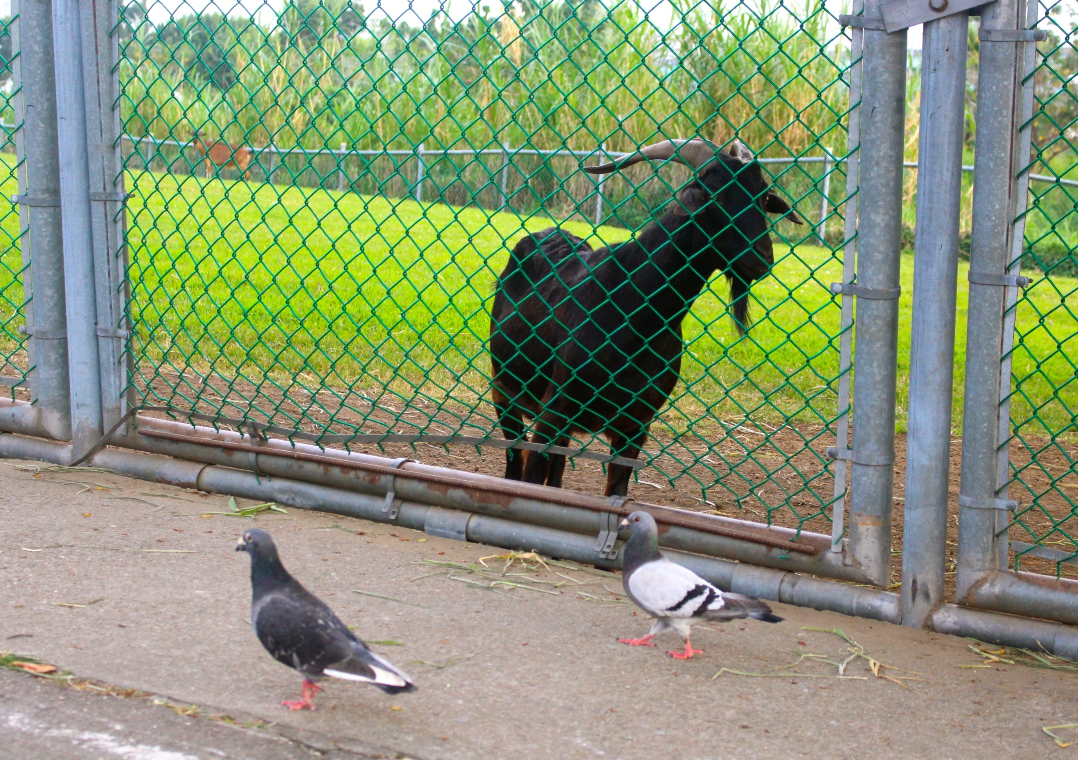 【新北 二重疏洪親水公園】免費餵食「羊咩咩的家」。暢遊自行車道/遙控賽車場/三種球場