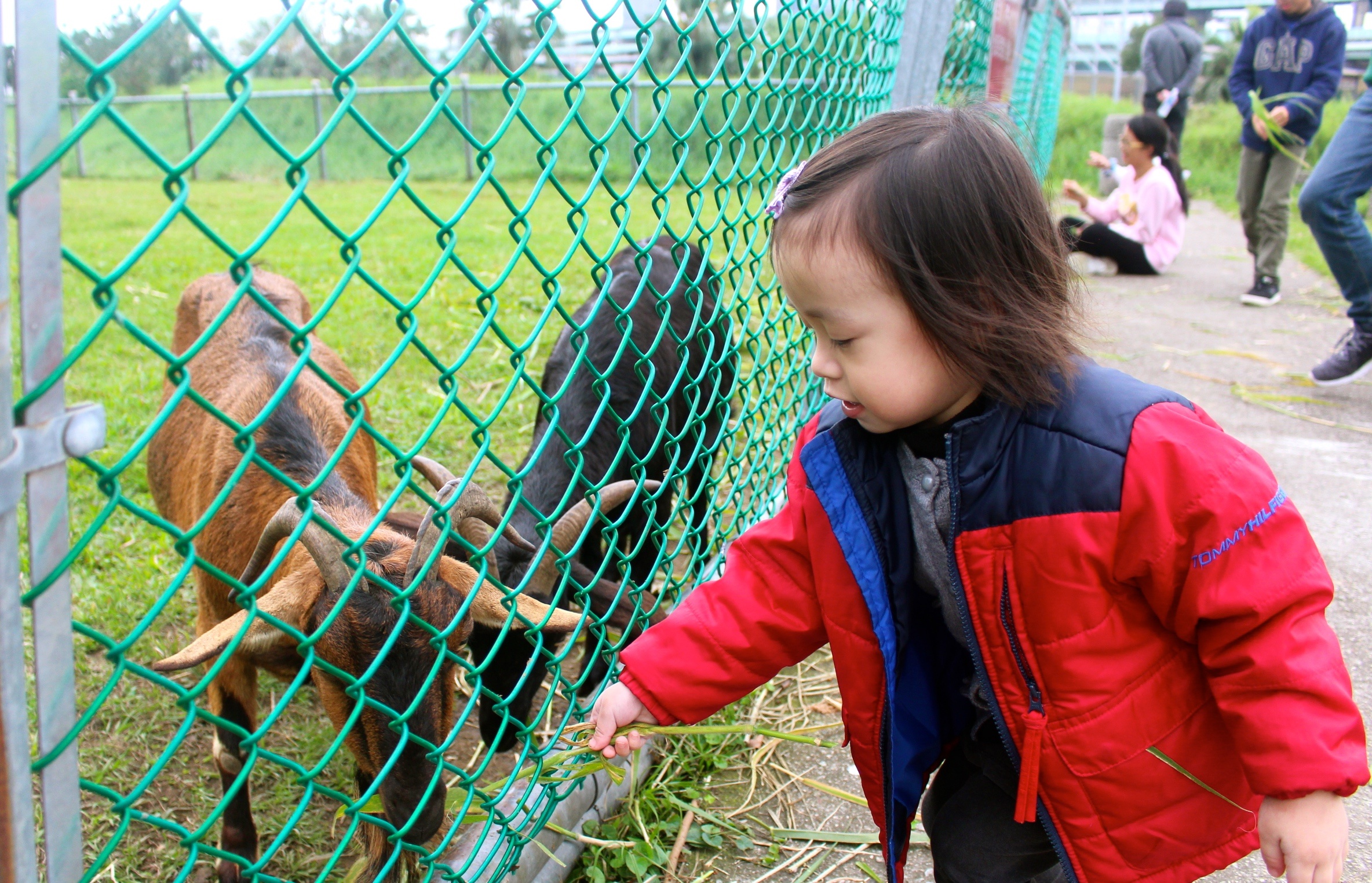 【新北 二重疏洪親水公園】免費餵食「羊咩咩的家」。暢遊自行車道/遙控賽車場/三種球場