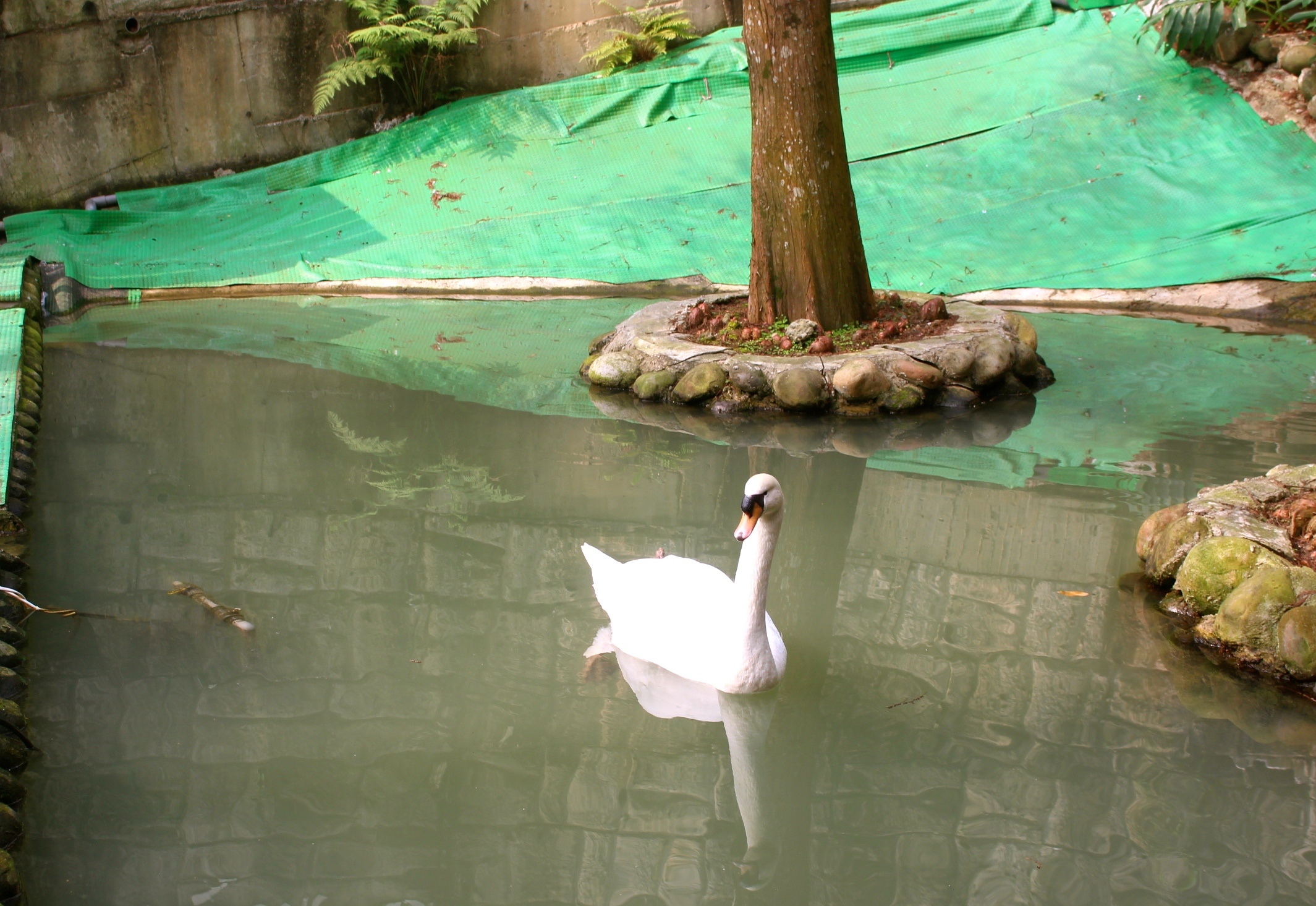 【桃園 麗多寵物花鳥世界】園區(qū)門票只需100元！可全額抵用左岸森林咖啡、全區(qū)親子館