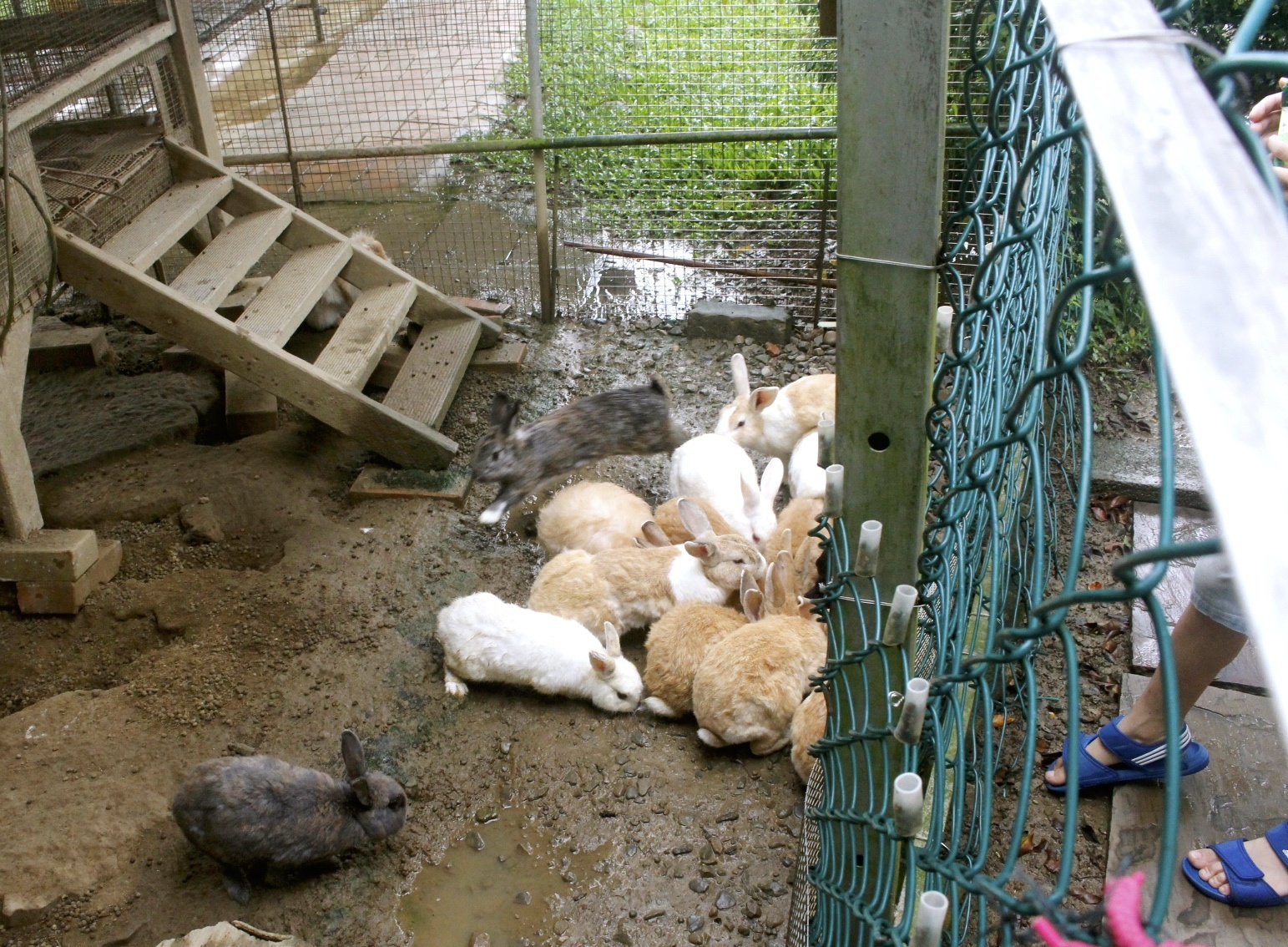 公園,動物,嘉義景點(diǎn),小火車,沙坑,獨(dú)角仙農(nóng)場,親子旅遊,農(nóng)場,遊戲場