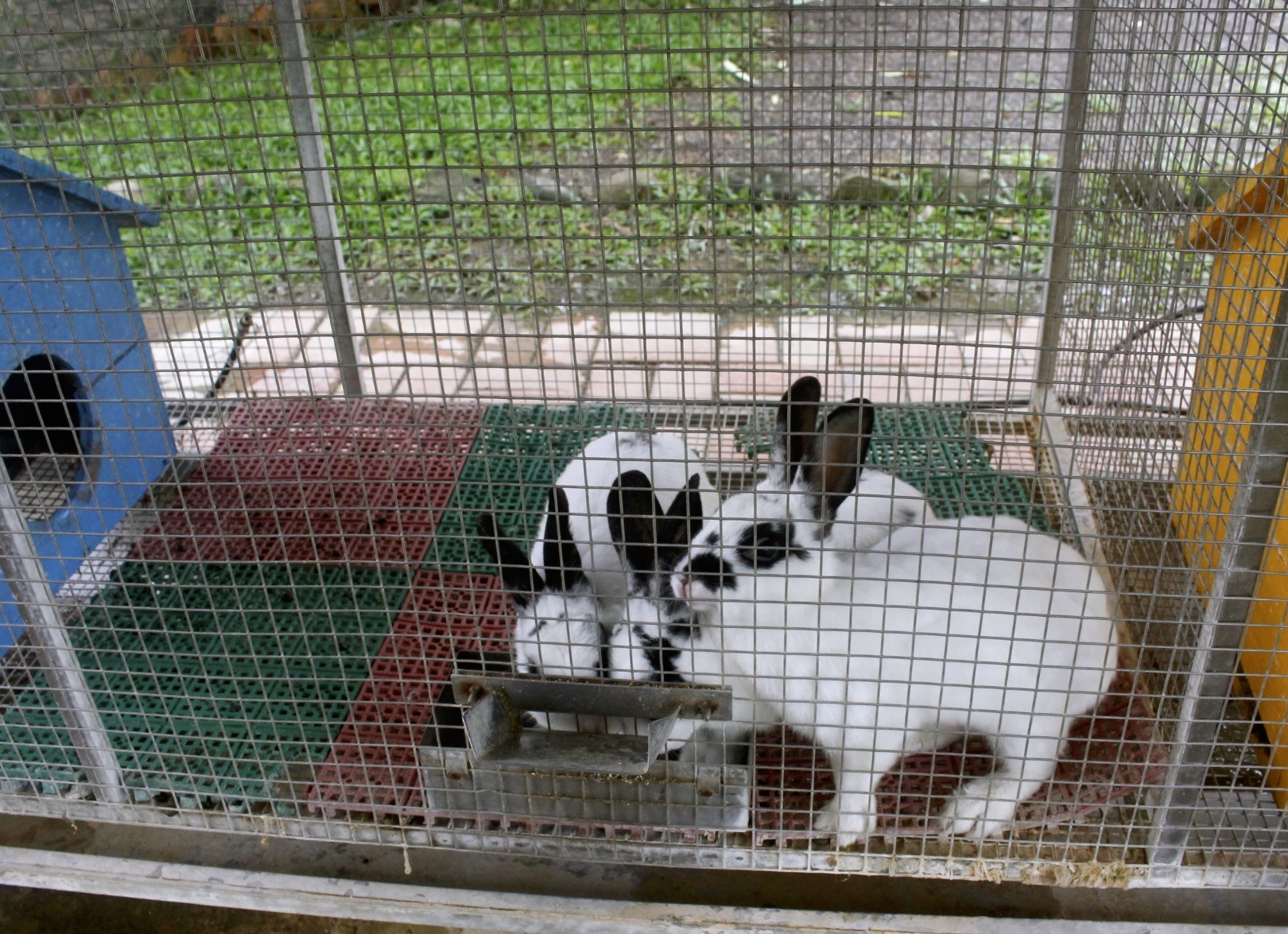 公園,動物,嘉義景點(diǎn),小火車,沙坑,獨(dú)角仙農(nóng)場,親子旅遊,農(nóng)場,遊戲場