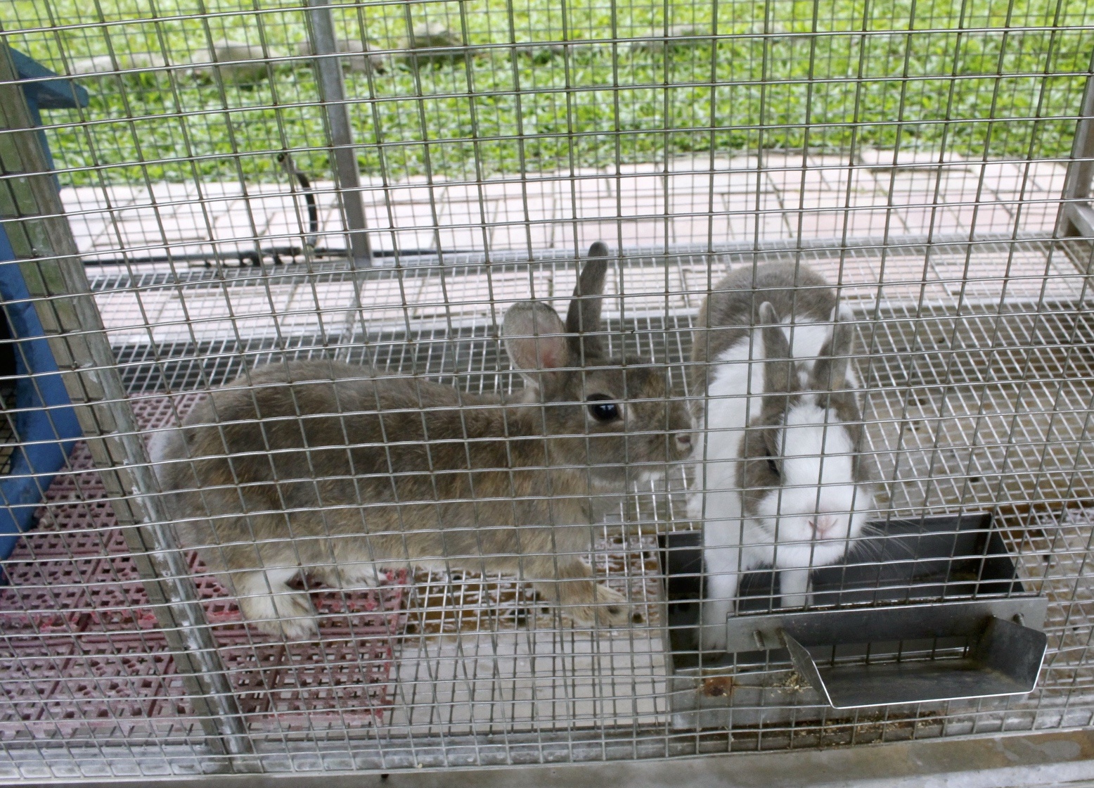 公園,動物,嘉義景點(diǎn),小火車,沙坑,獨(dú)角仙農(nóng)場,親子旅遊,農(nóng)場,遊戲場