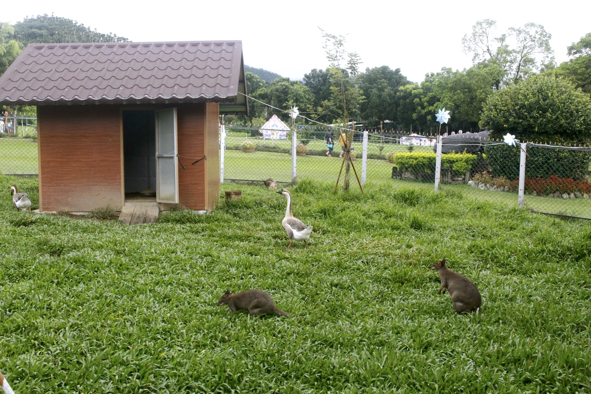 公園,動物,嘉義景點(diǎn),小火車,沙坑,獨(dú)角仙農(nóng)場,親子旅遊,農(nóng)場,遊戲場