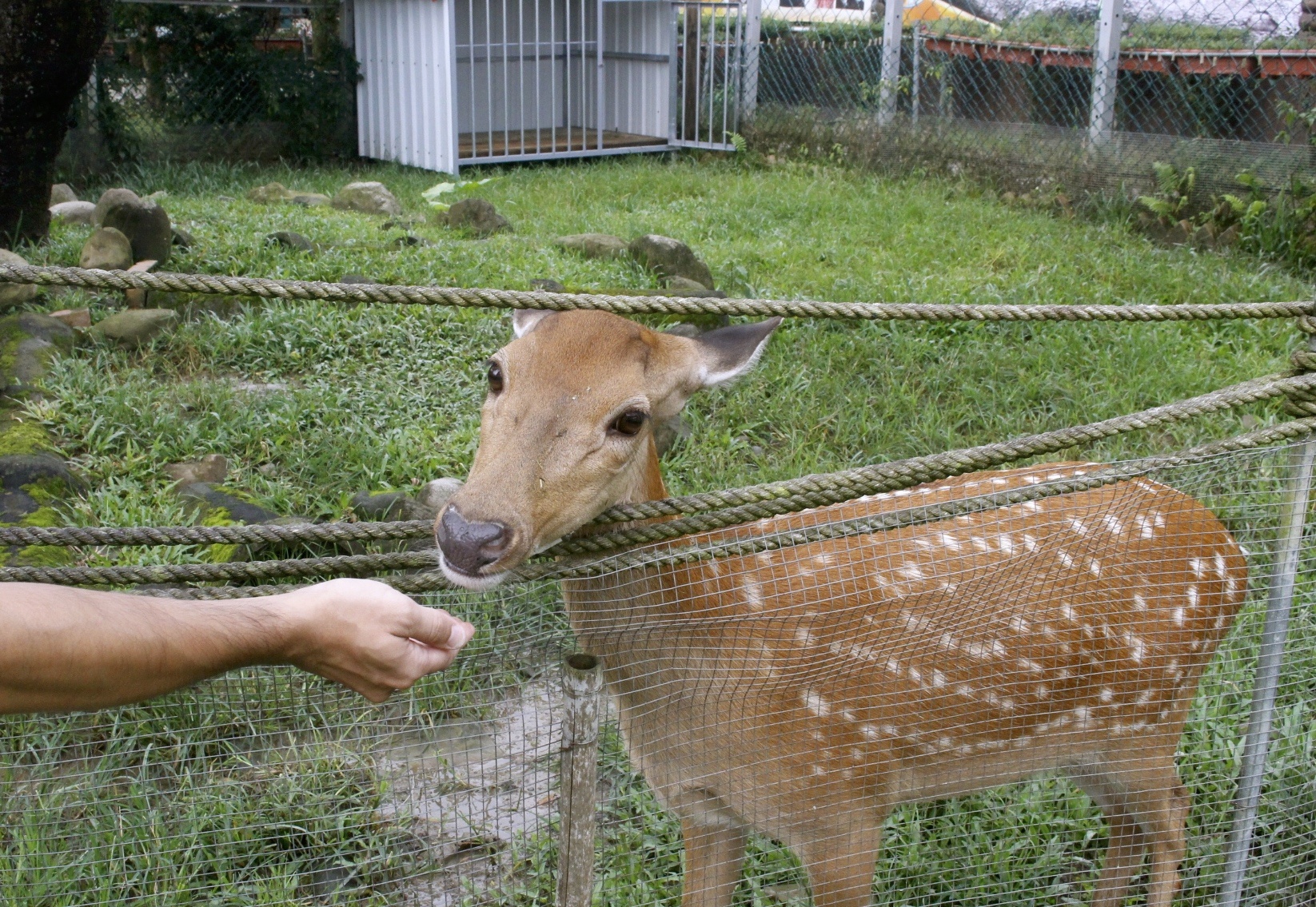 公園,動物,嘉義景點(diǎn),小火車,沙坑,獨(dú)角仙農(nóng)場,親子旅遊,農(nóng)場,遊戲場