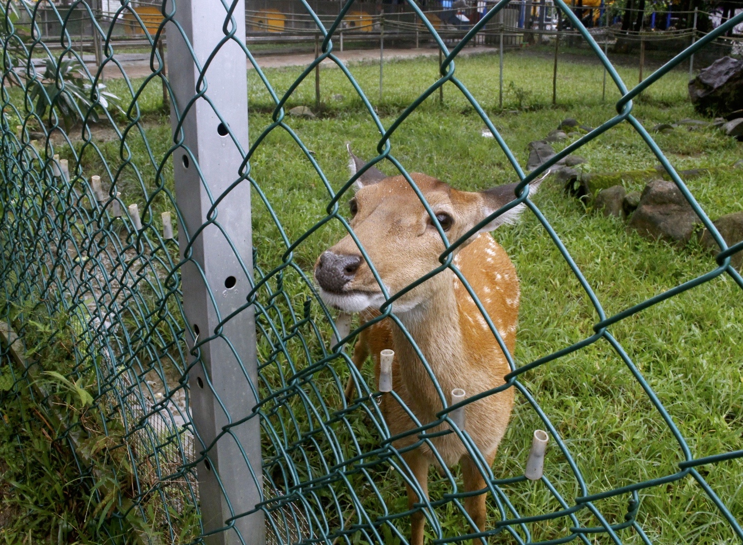 公園,動物,嘉義景點(diǎn),小火車,沙坑,獨(dú)角仙農(nóng)場,親子旅遊,農(nóng)場,遊戲場