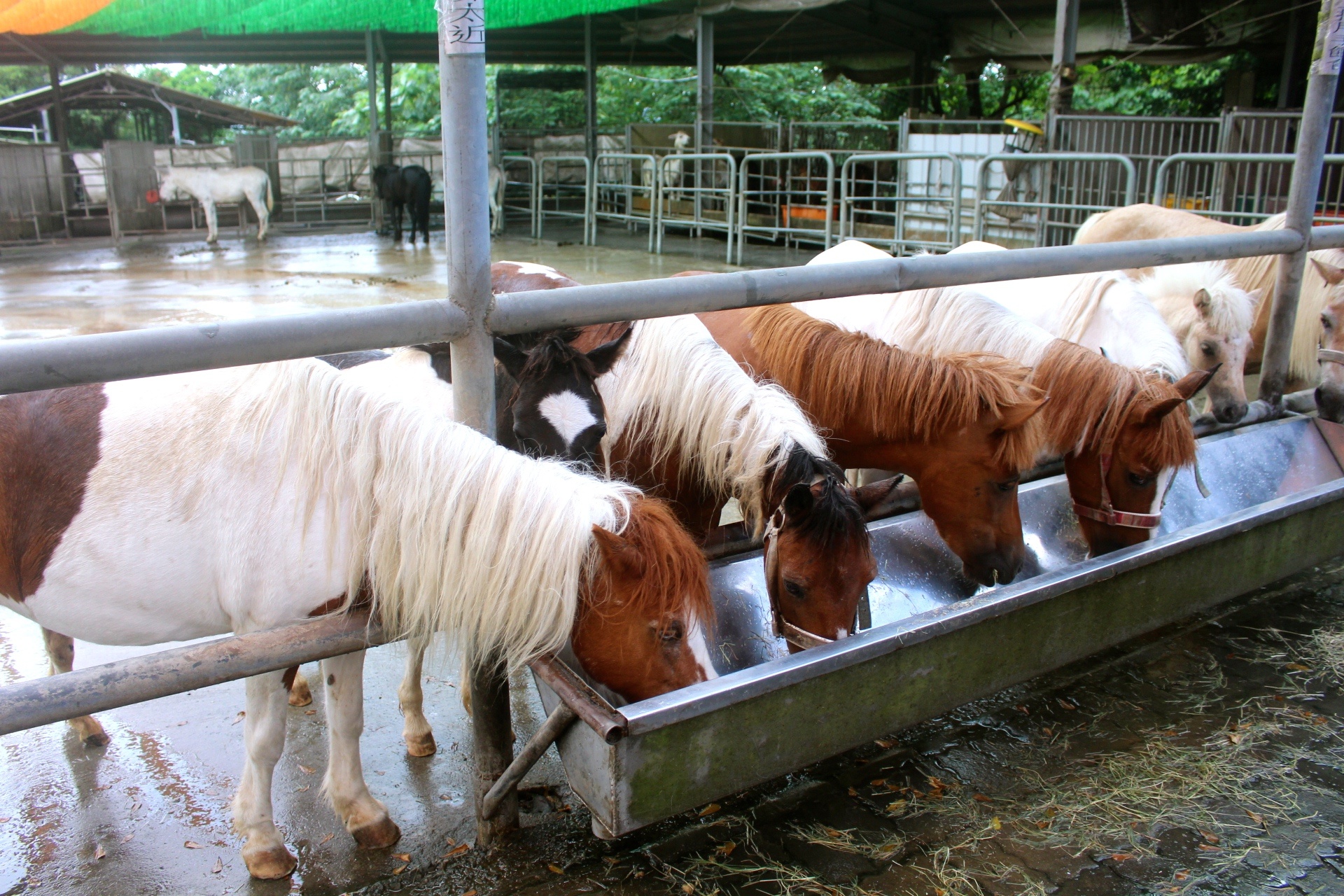 公園,動物,嘉義景點(diǎn),小火車,沙坑,獨(dú)角仙農(nóng)場,親子旅遊,農(nóng)場,遊戲場