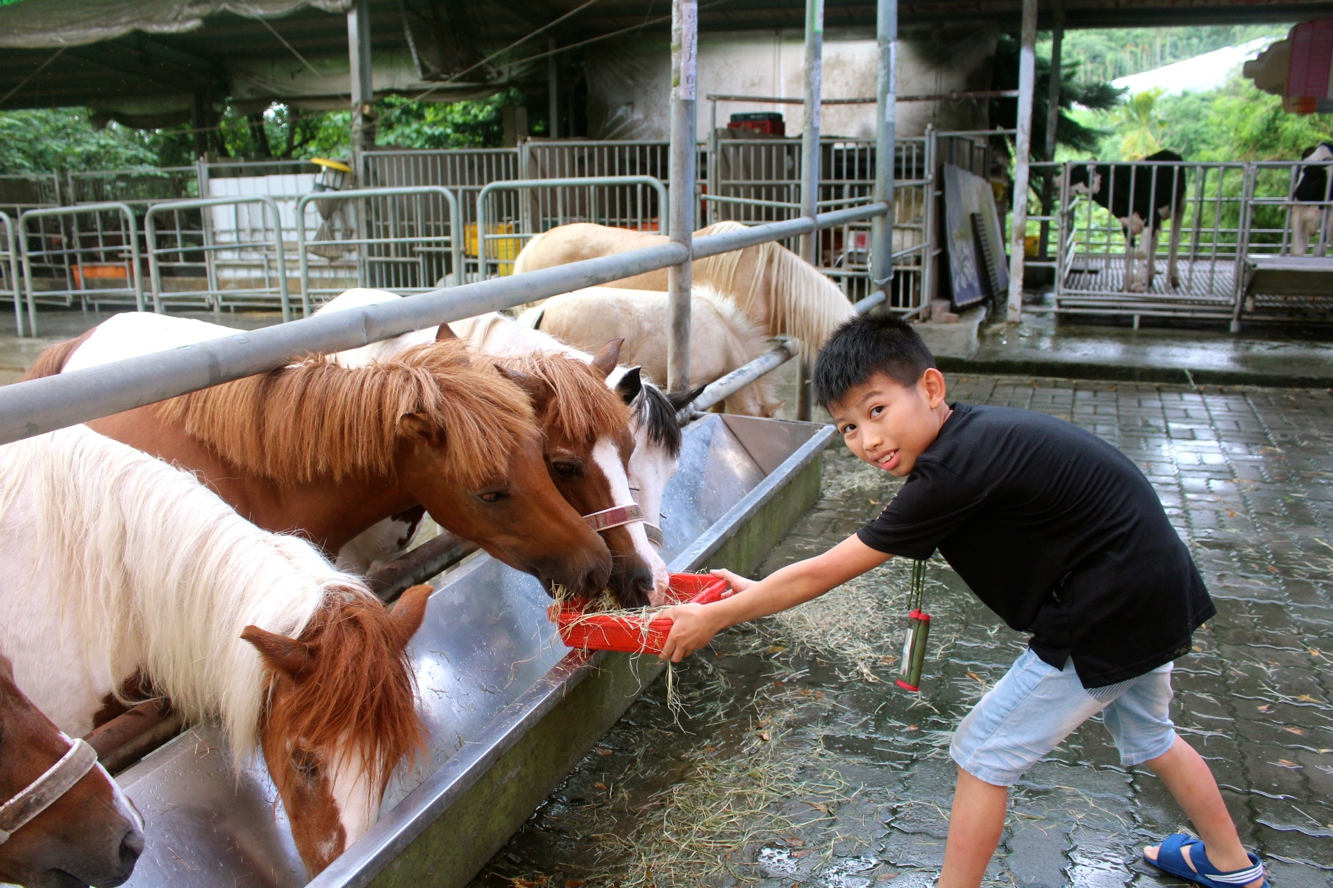 公園,動物,嘉義景點(diǎn),小火車,沙坑,獨(dú)角仙農(nóng)場,親子旅遊,農(nóng)場,遊戲場