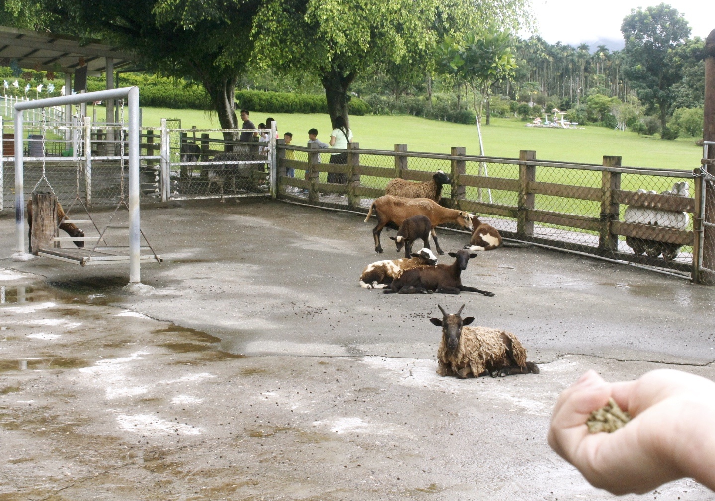 公園,動物,嘉義景點(diǎn),小火車,沙坑,獨(dú)角仙農(nóng)場,親子旅遊,農(nóng)場,遊戲場