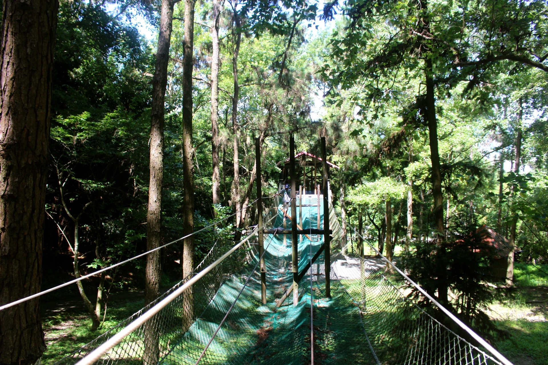 臺中好玩,臺中景點,東勢林場,親子遊