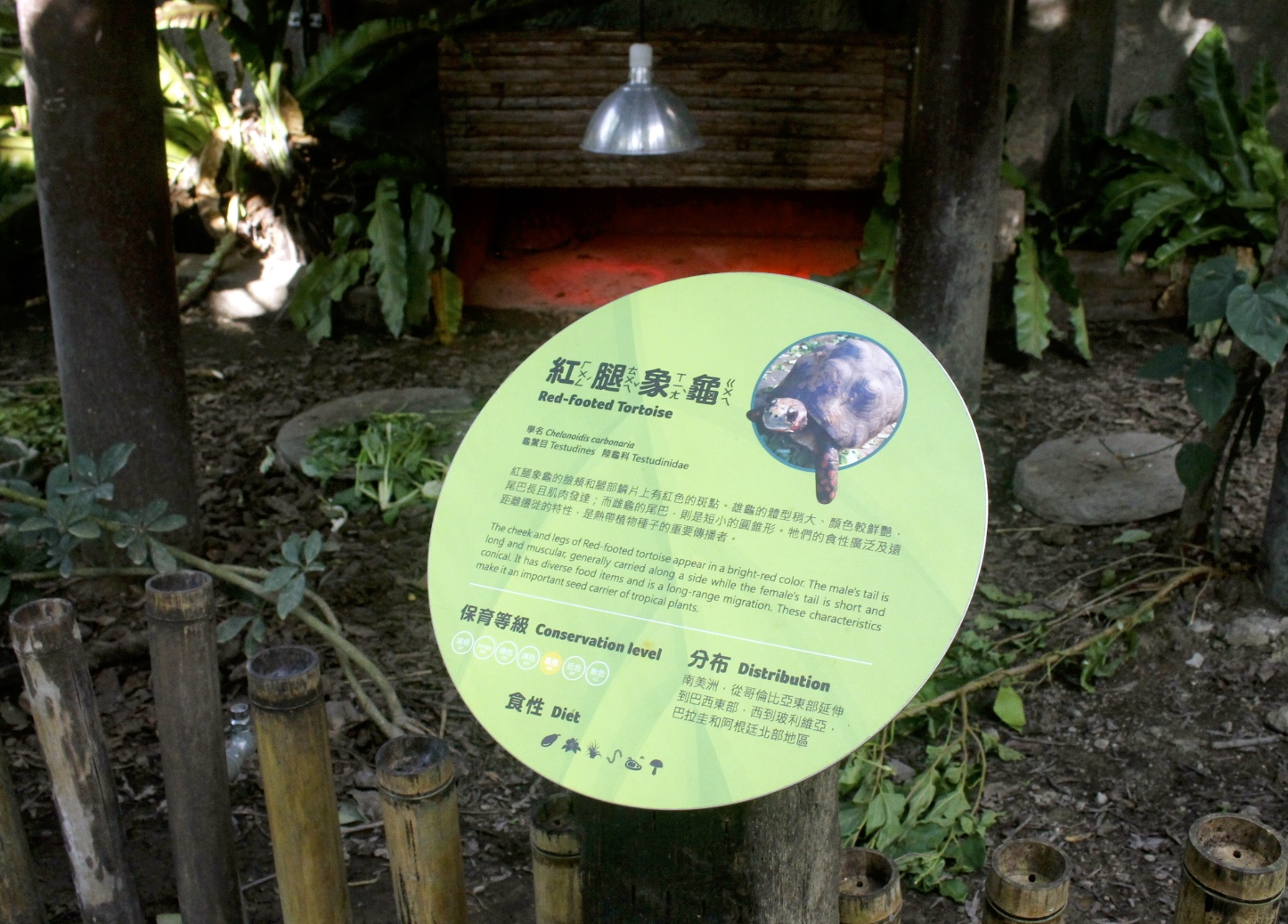 【臺北 Taipei Zoo木柵動物園】暑期新館！經歷13年、斥資3.9億打造24公尺高「熱帶雨林」館，平日時間自由進出