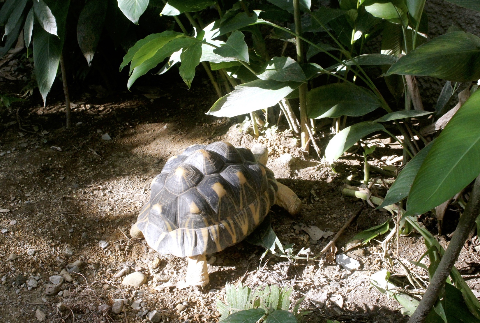 【臺北 Taipei Zoo木柵動物園】暑期新館！經歷13年、斥資3.9億打造24公尺高「熱帶雨林」館，平日時間自由進出