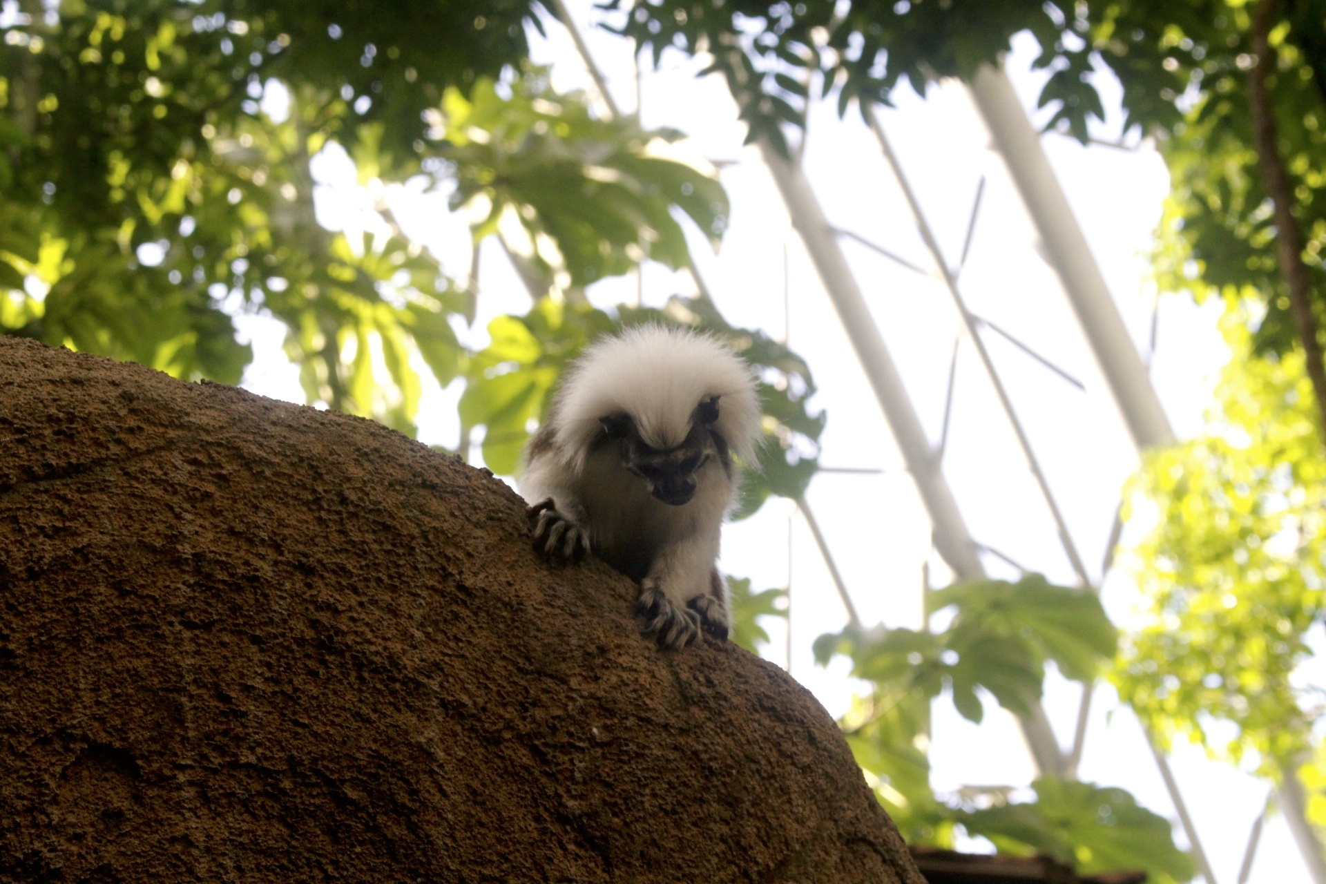 【臺北 Taipei Zoo木柵動物園】暑期新館！經歷13年、斥資3.9億打造24公尺高「熱帶雨林」館，平日時間自由進出