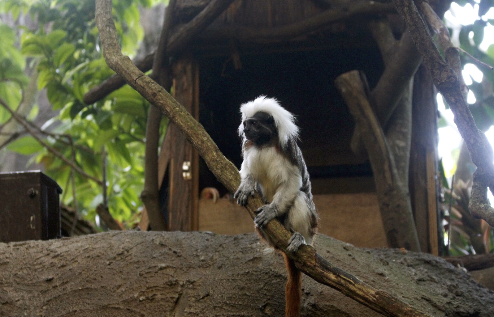 【臺北 Taipei Zoo木柵動物園】暑期新館！經歷13年、斥資3.9億打造24公尺高「熱帶雨林」館，平日時間自由進出