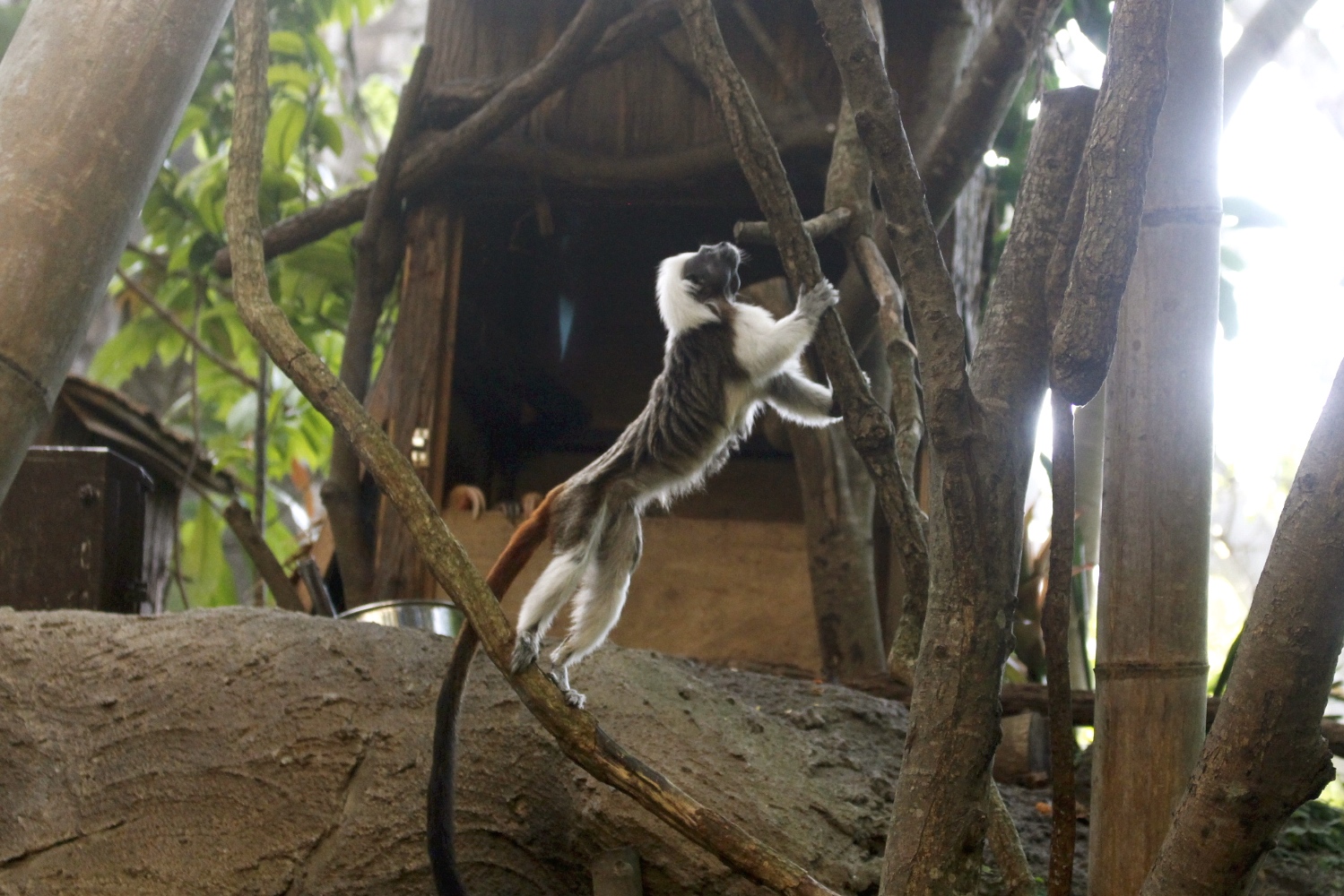 【臺北 Taipei Zoo木柵動物園】暑期新館！經歷13年、斥資3.9億打造24公尺高「熱帶雨林」館，平日時間自由進出