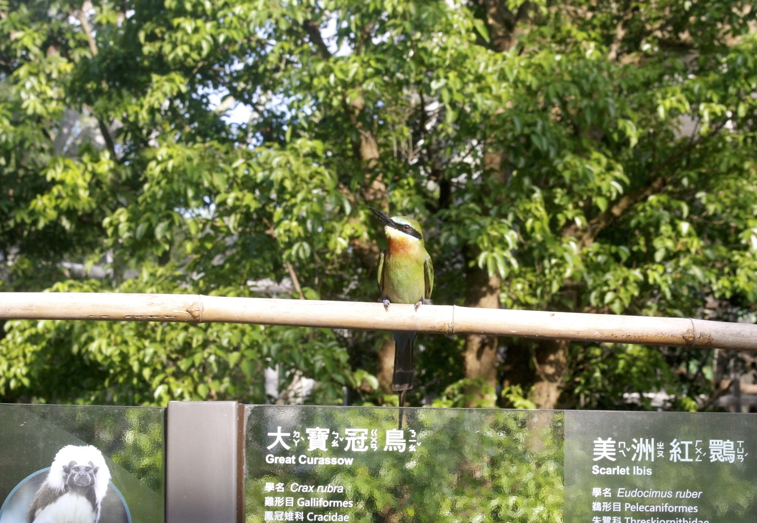 【臺北 Taipei Zoo木柵動物園】暑期新館！經歷13年、斥資3.9億打造24公尺高「熱帶雨林」館，平日時間自由進出