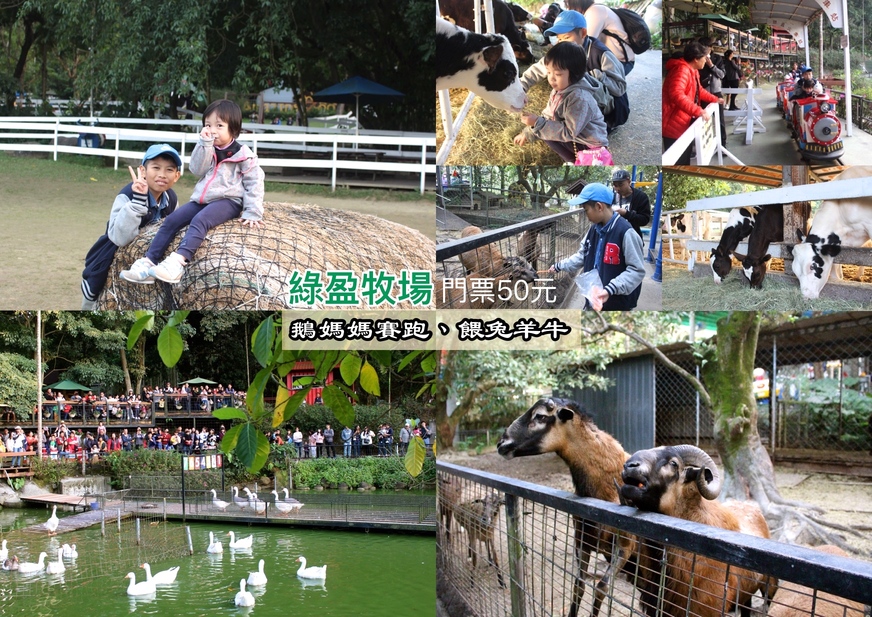 【玩 綠盈牧場】50元就能入園觀賞「全臺唯一鵝賽場」！餵食山羊兔子、牧牛草原、牽牛花溜滑梯