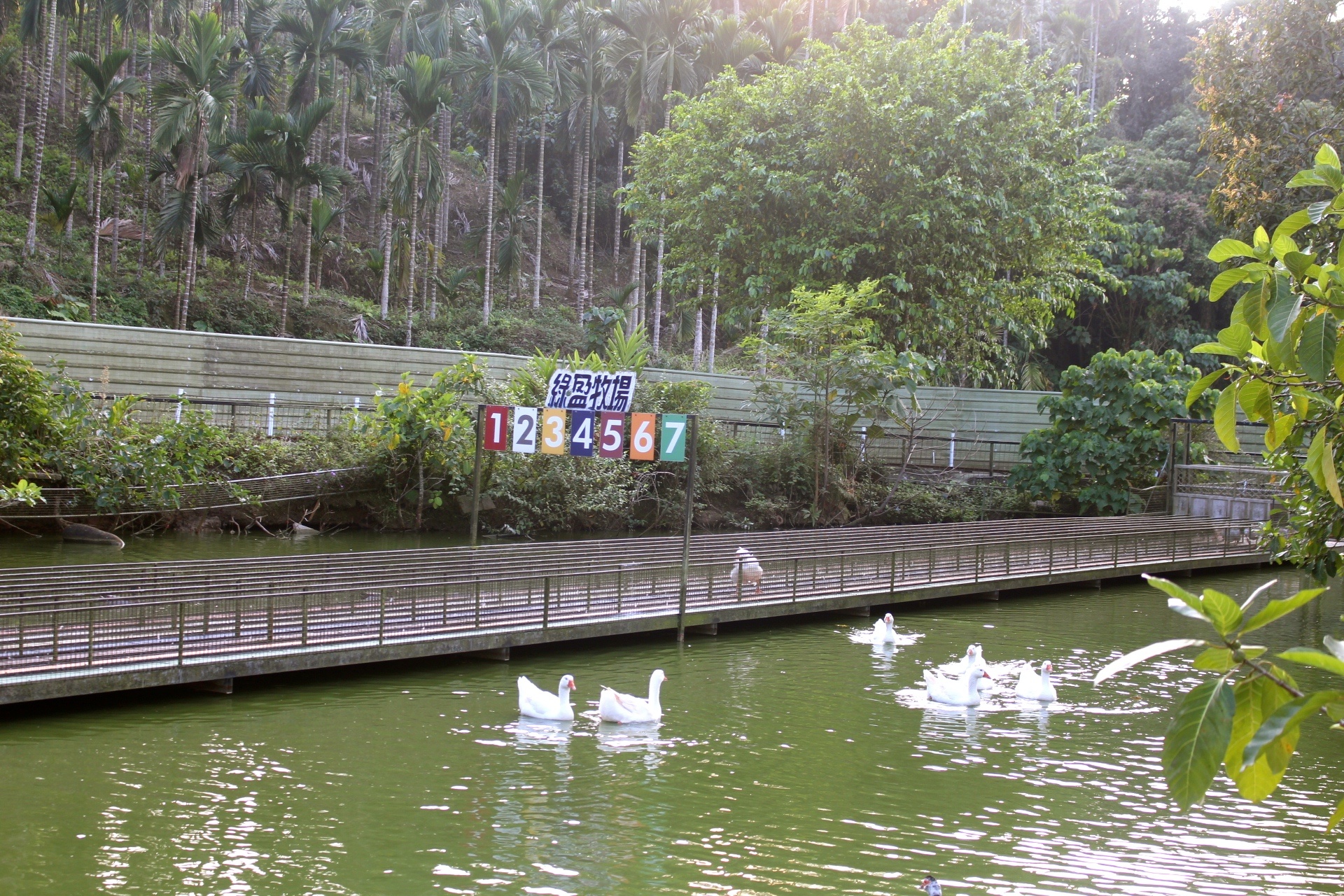 【玩 綠盈牧場】50元就能入園觀賞「全臺唯一鵝賽場」！餵食山羊兔子、牧牛草原、牽牛花溜滑梯