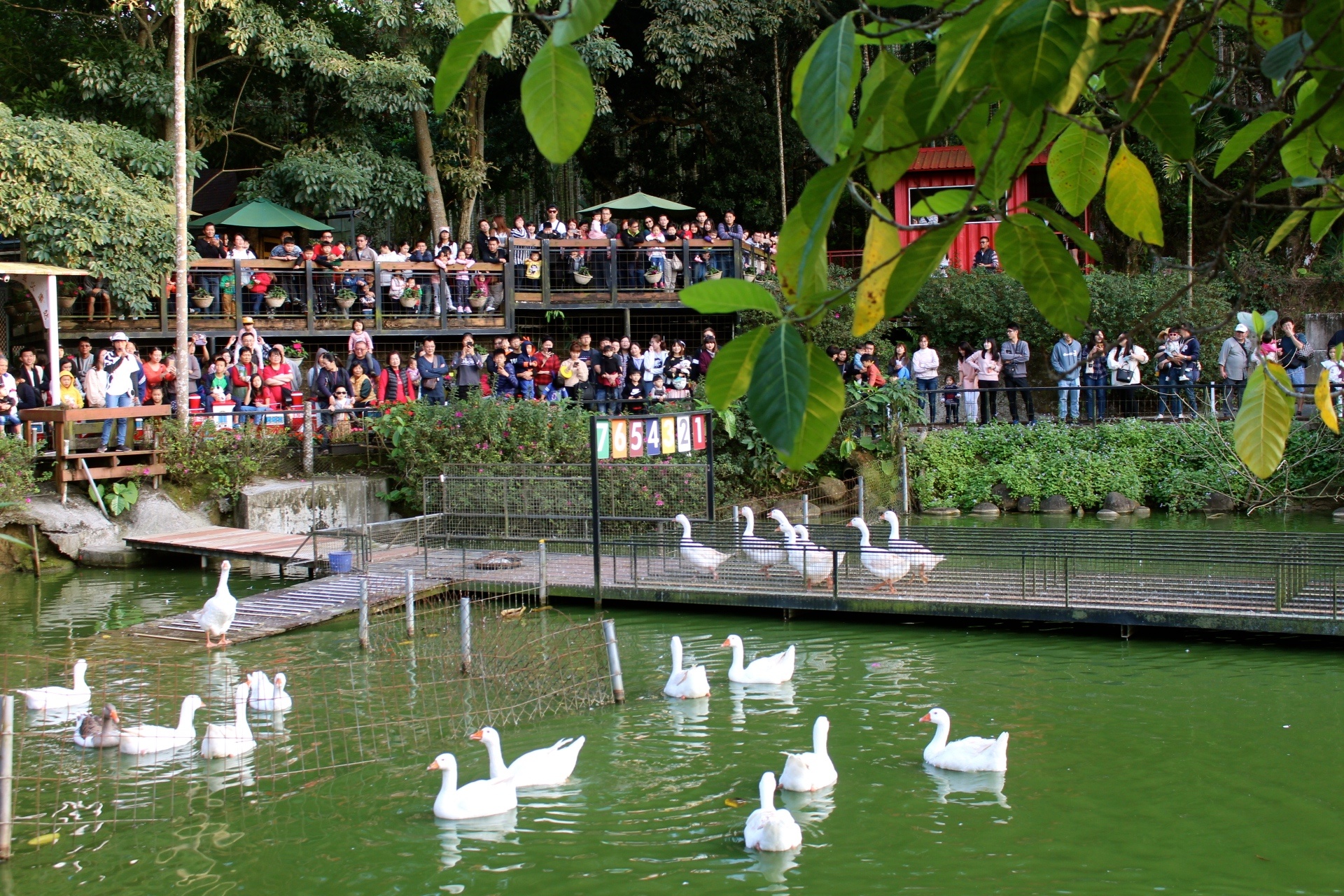 【玩 綠盈牧場】50元就能入園觀賞「全臺唯一鵝賽場」！餵食山羊兔子、牧牛草原、牽牛花溜滑梯