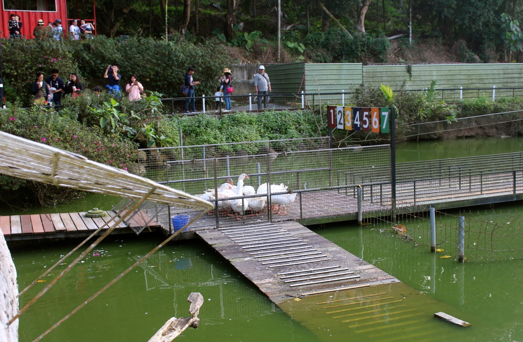 【玩 綠盈牧場】50元就能入園觀賞「全臺唯一鵝賽場」！餵食山羊兔子、牧牛草原、牽牛花溜滑梯