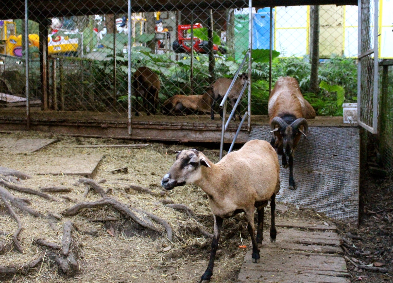 【玩 綠盈牧場】50元就能入園觀賞「全臺唯一鵝賽場」！餵食山羊兔子、牧牛草原、牽牛花溜滑梯