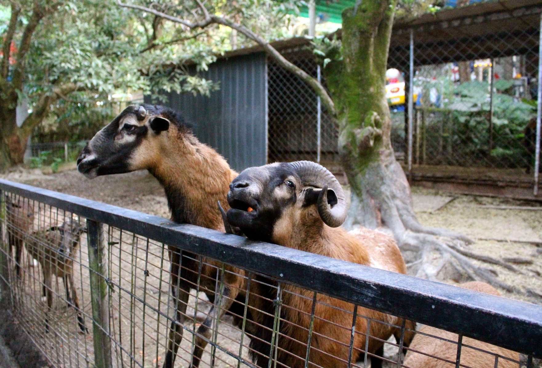 【玩 綠盈牧場】50元就能入園觀賞「全臺唯一鵝賽場」！餵食山羊兔子、牧牛草原、牽牛花溜滑梯