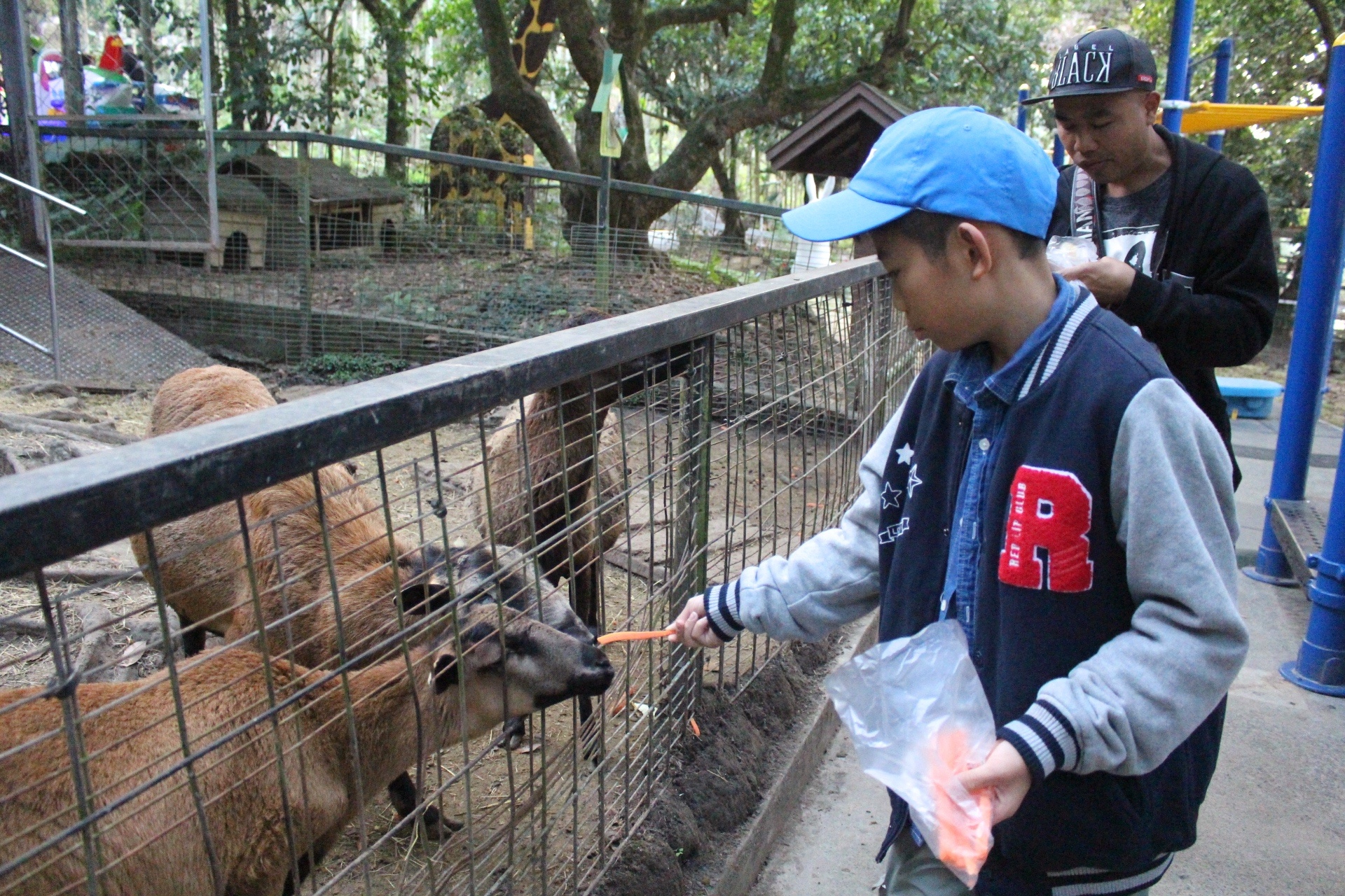 【玩 綠盈牧場】50元就能入園觀賞「全臺唯一鵝賽場」！餵食山羊兔子、牧牛草原、牽牛花溜滑梯