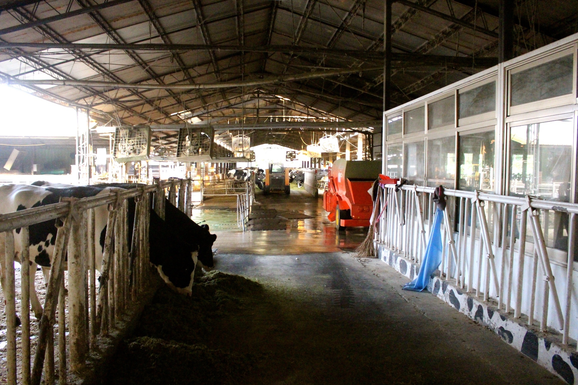 【玩 綠盈牧場】50元就能入園觀賞「全臺唯一鵝賽場」！餵食山羊兔子、牧牛草原、牽牛花溜滑梯