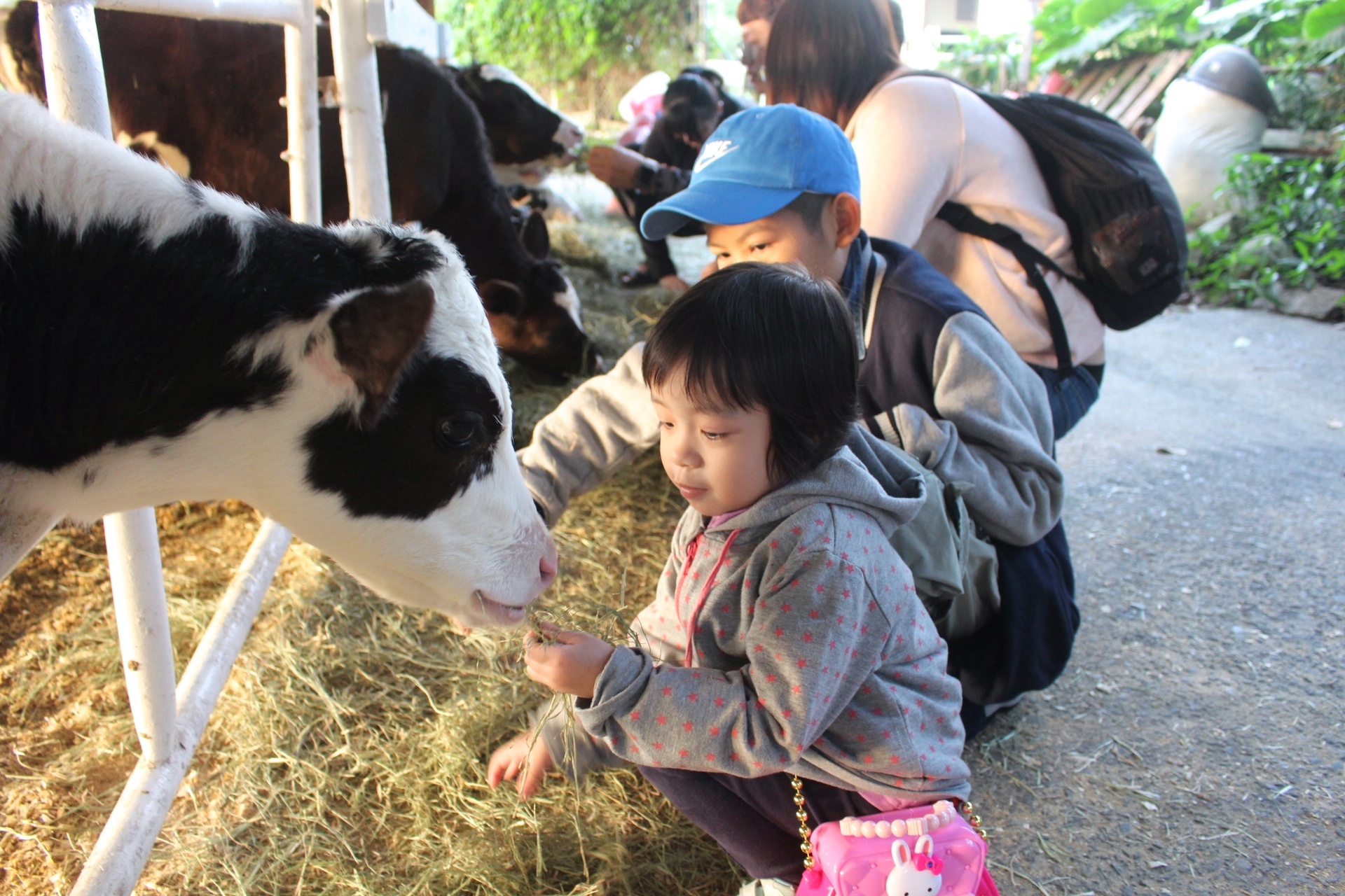 【玩 綠盈牧場】50元就能入園觀賞「全臺唯一鵝賽場」！餵食山羊兔子、牧牛草原、牽牛花溜滑梯