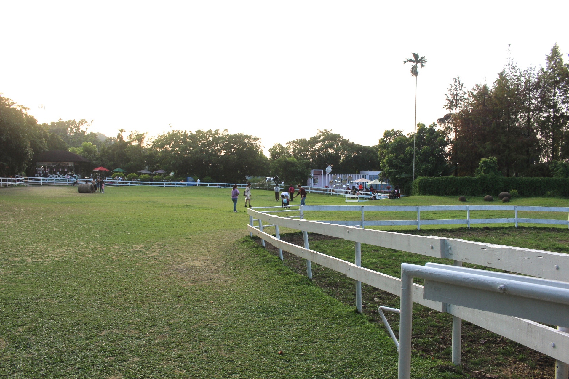 【玩 綠盈牧場】50元就能入園觀賞「全臺唯一鵝賽場」！餵食山羊兔子、牧牛草原、牽牛花溜滑梯