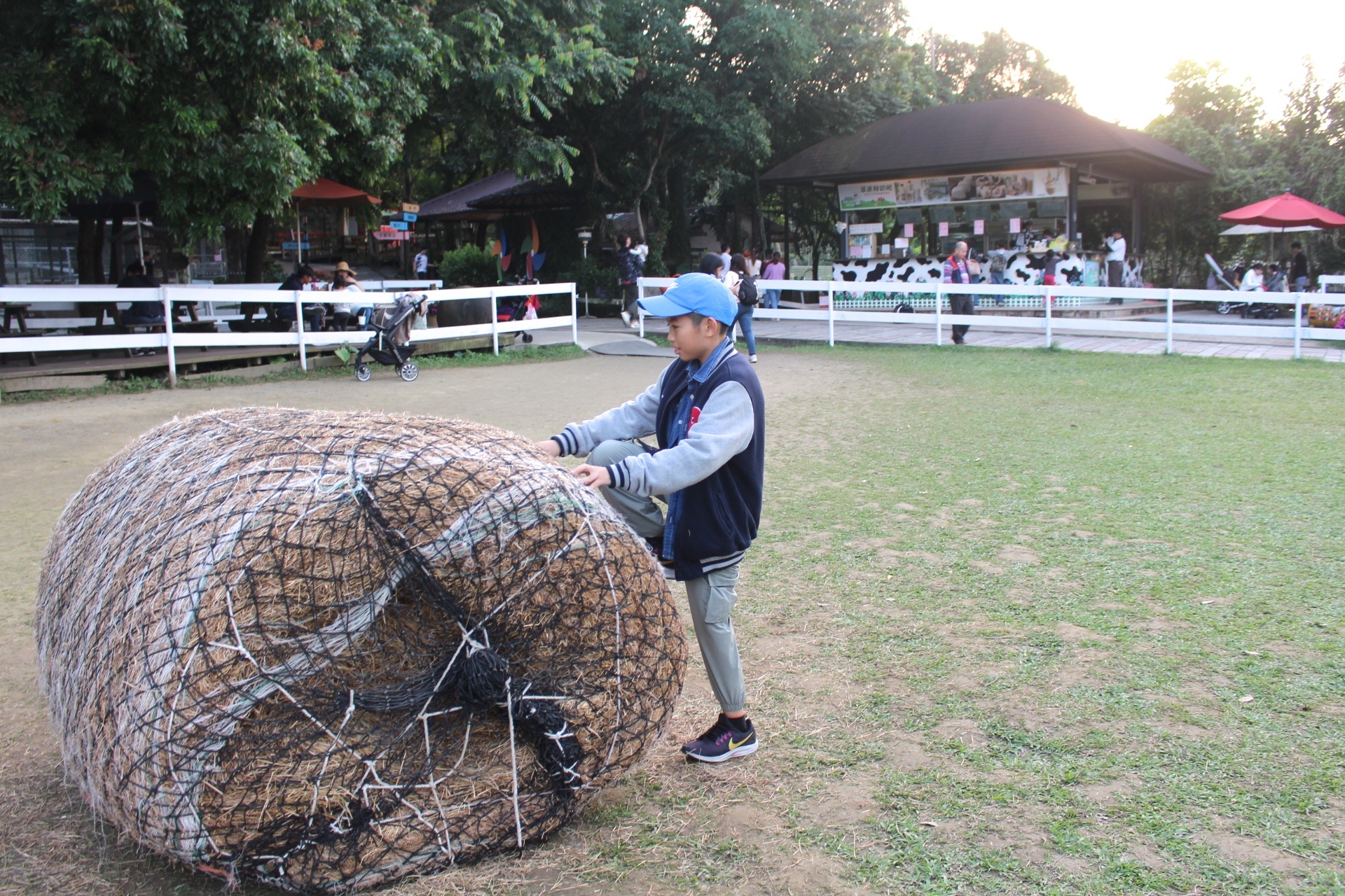 【玩 綠盈牧場】50元就能入園觀賞「全臺唯一鵝賽場」！餵食山羊兔子、牧牛草原、牽牛花溜滑梯