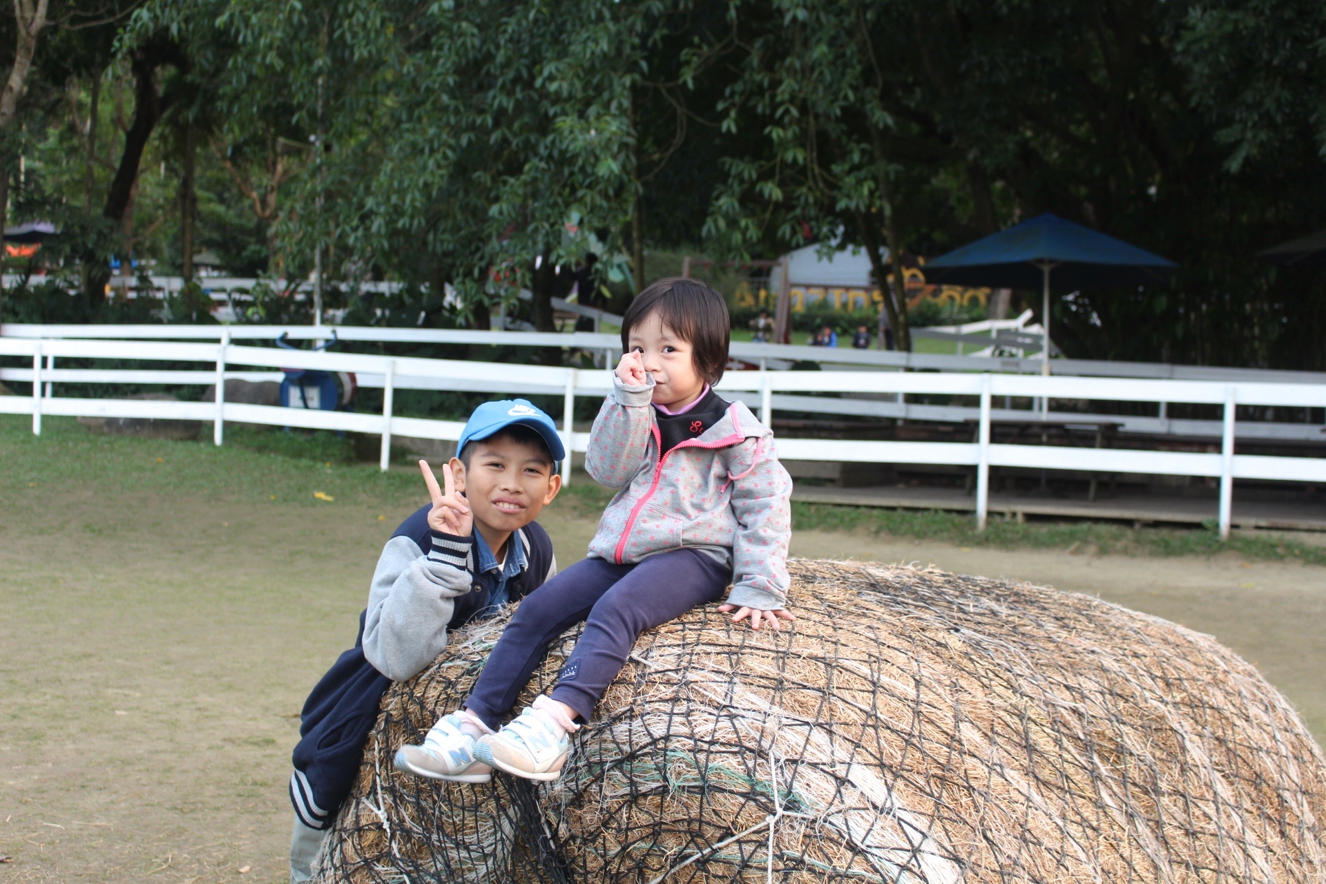 【玩 綠盈牧場】50元就能入園觀賞「全臺唯一鵝賽場」！餵食山羊兔子、牧牛草原、牽牛花溜滑梯