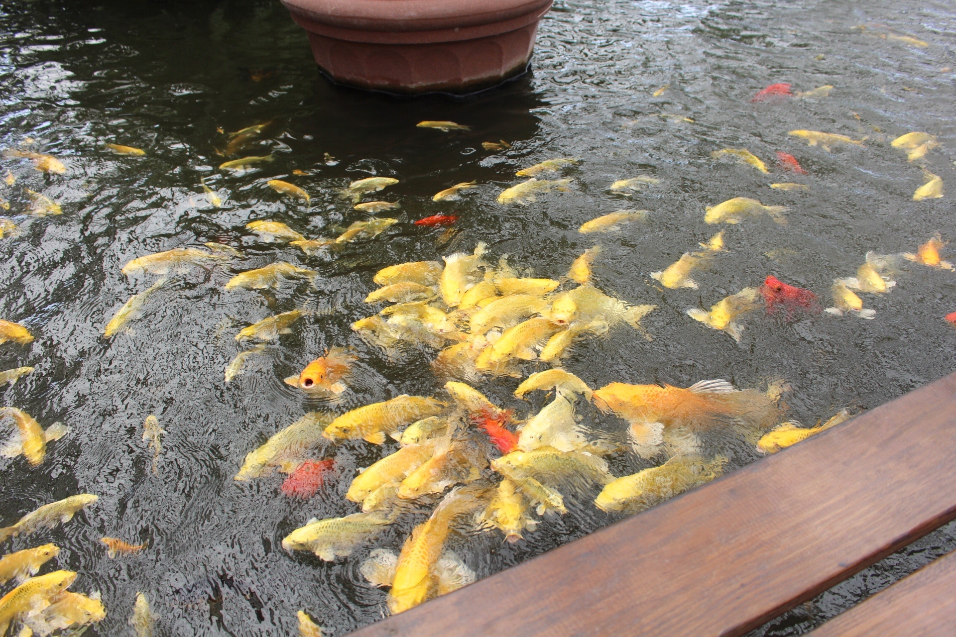 免門(mén)票,宜蘭景點(diǎn),礁溪好玩,金車(chē)礁溪蘭花園