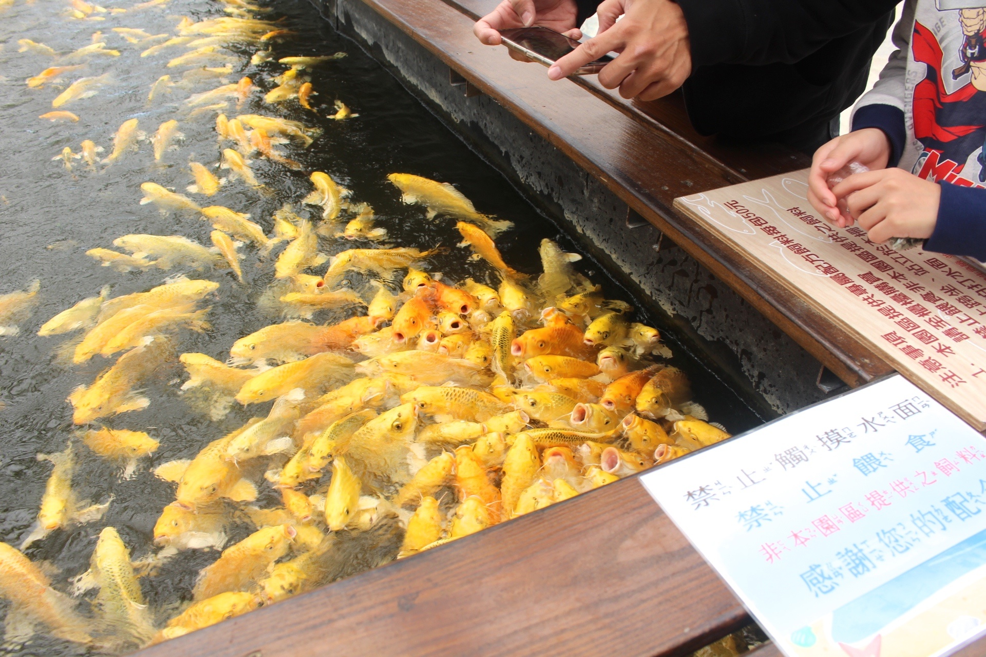 免門(mén)票,宜蘭景點(diǎn),礁溪好玩,金車(chē)礁溪蘭花園