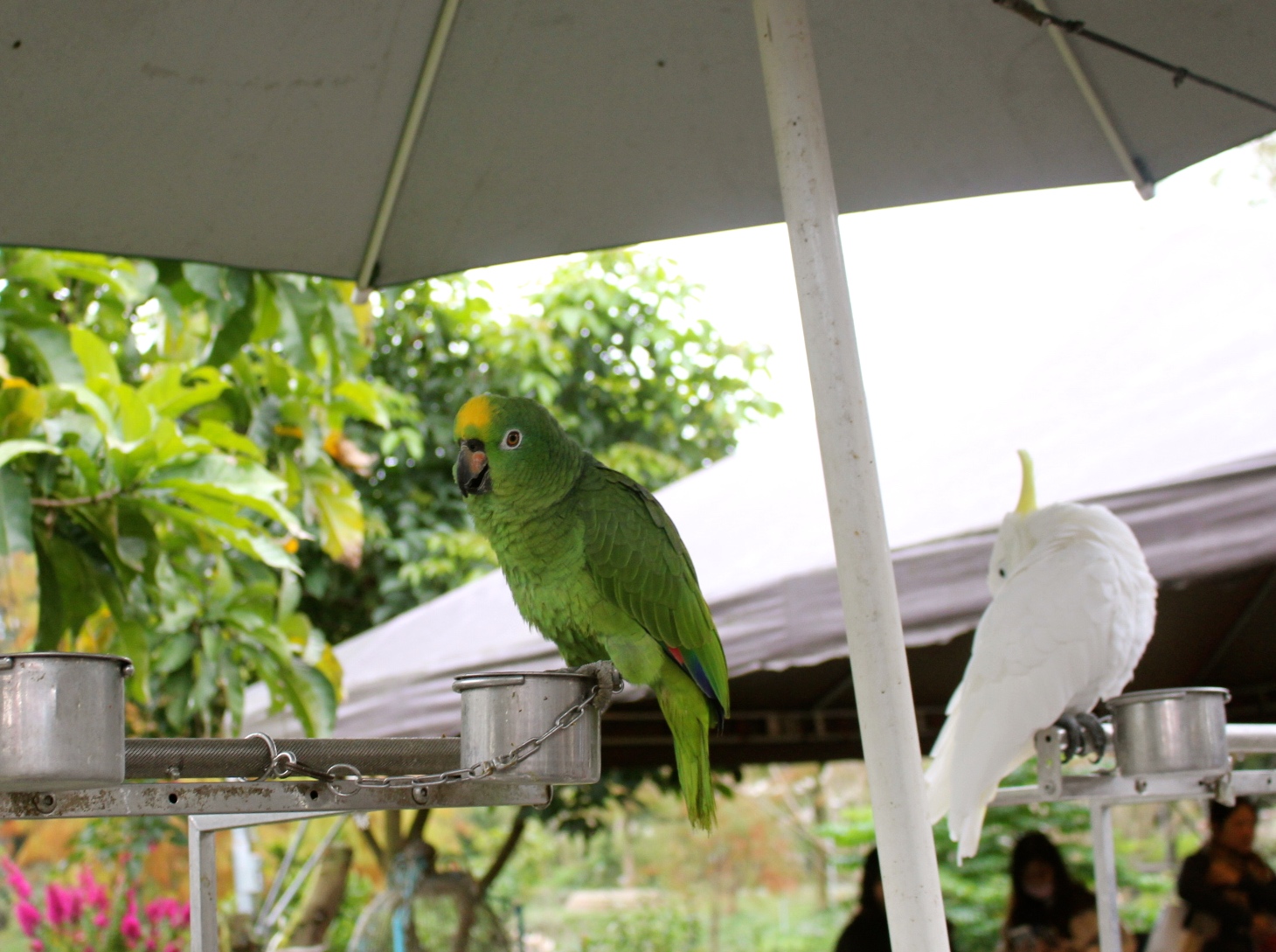 【玩 宜農牧場】30元誠實投幣入園．餵食五寶100元可以餵到八種小動物！不限時間、附設停車場