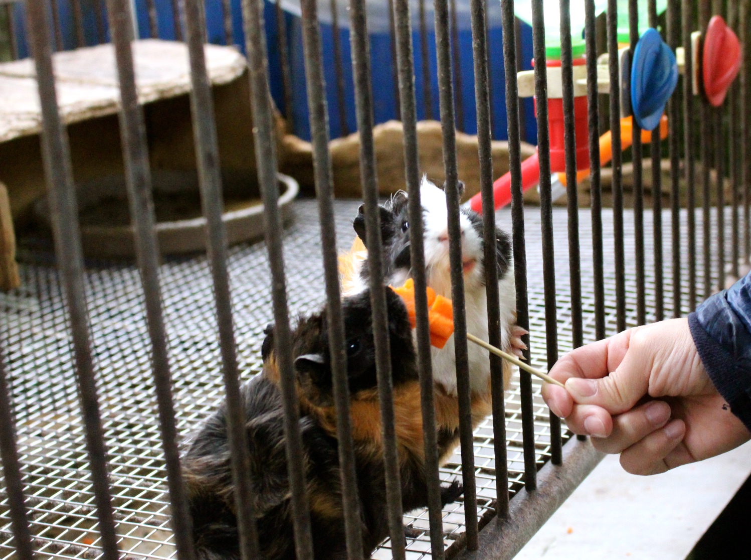 【玩 宜農牧場】30元誠實投幣入園．餵食五寶100元可以餵到八種小動物！不限時間、附設停車場