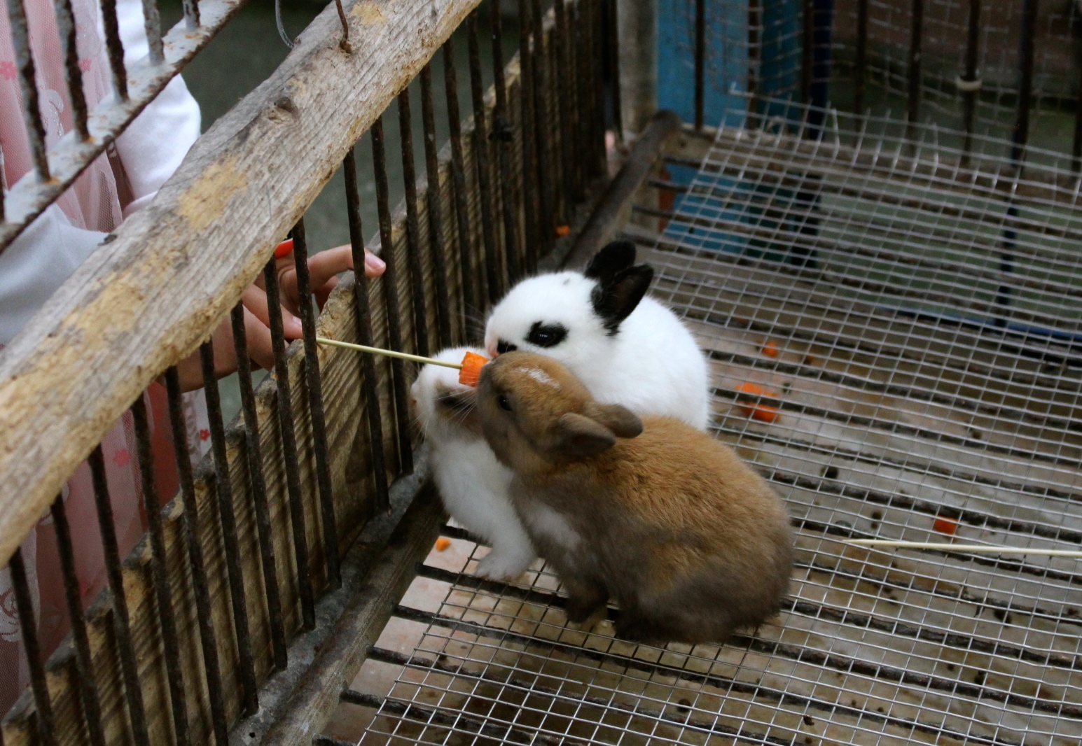 【玩 宜農牧場】30元誠實投幣入園．餵食五寶100元可以餵到八種小動物！不限時間、附設停車場