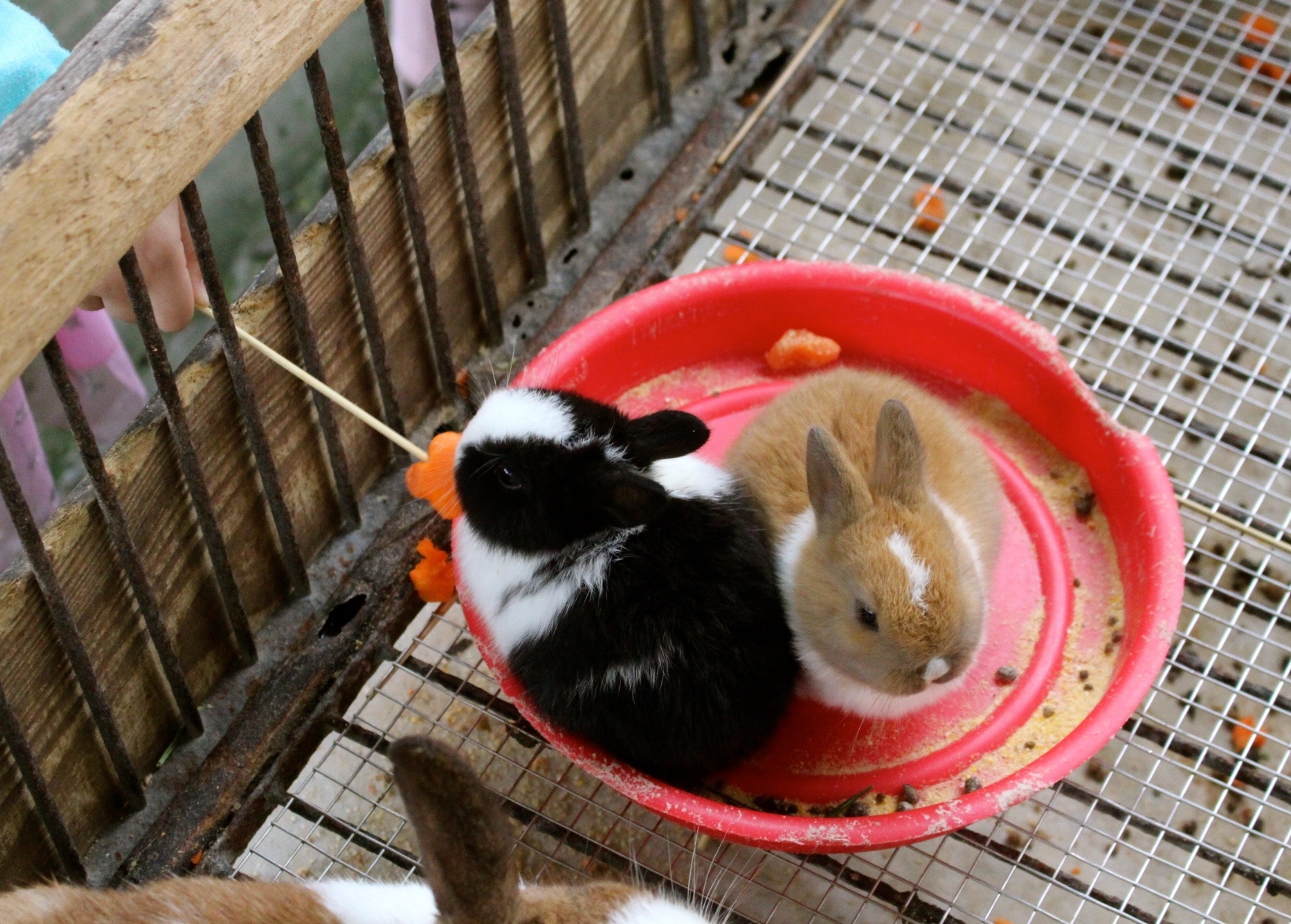 【玩 宜農牧場】30元誠實投幣入園．餵食五寶100元可以餵到八種小動物！不限時間、附設停車場