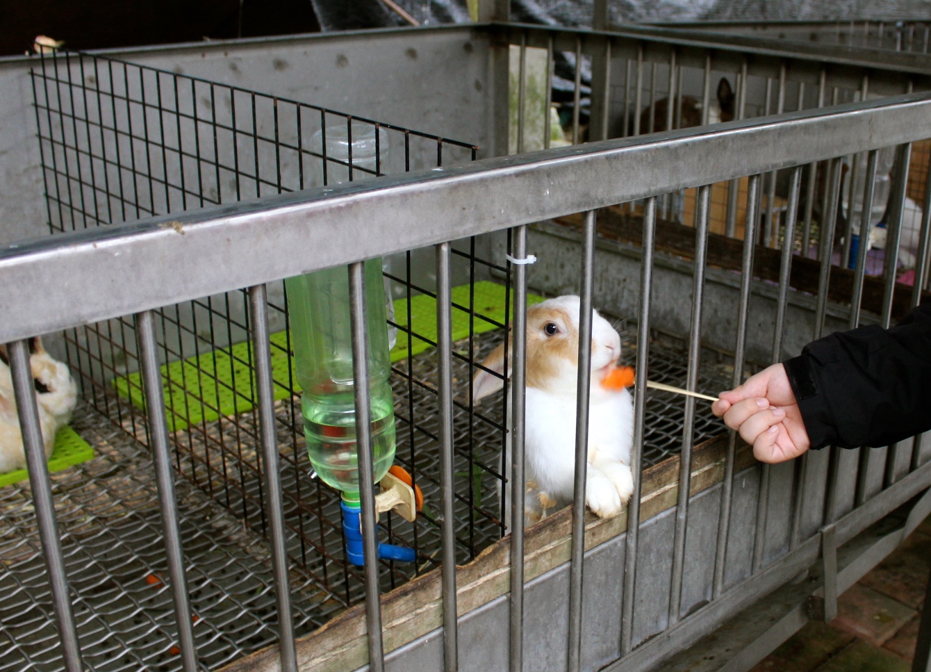 【玩 宜農牧場】30元誠實投幣入園．餵食五寶100元可以餵到八種小動物！不限時間、附設停車場