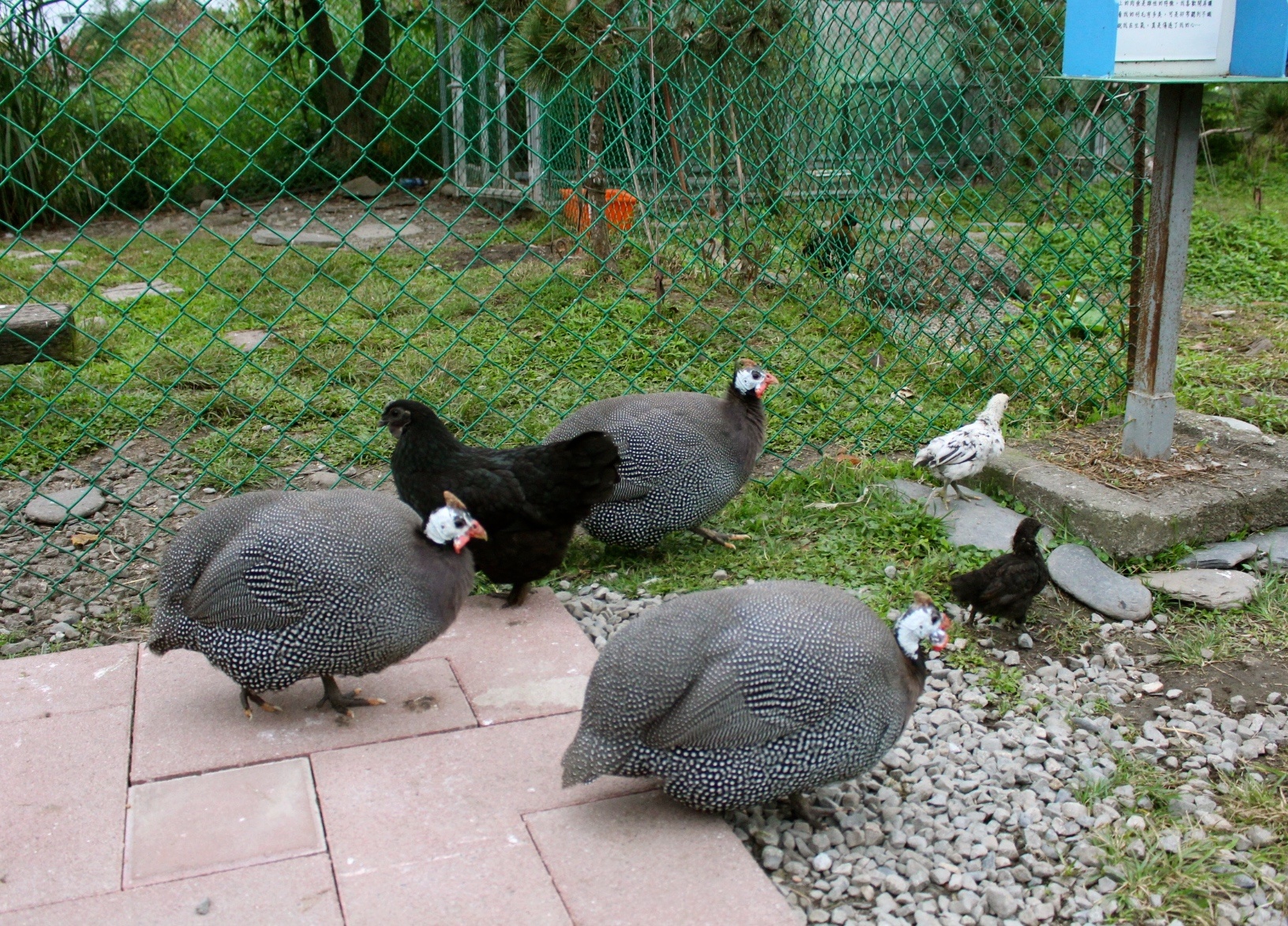 【玩 宜農牧場】30元誠實投幣入園．餵食五寶100元可以餵到八種小動物！不限時間、附設停車場