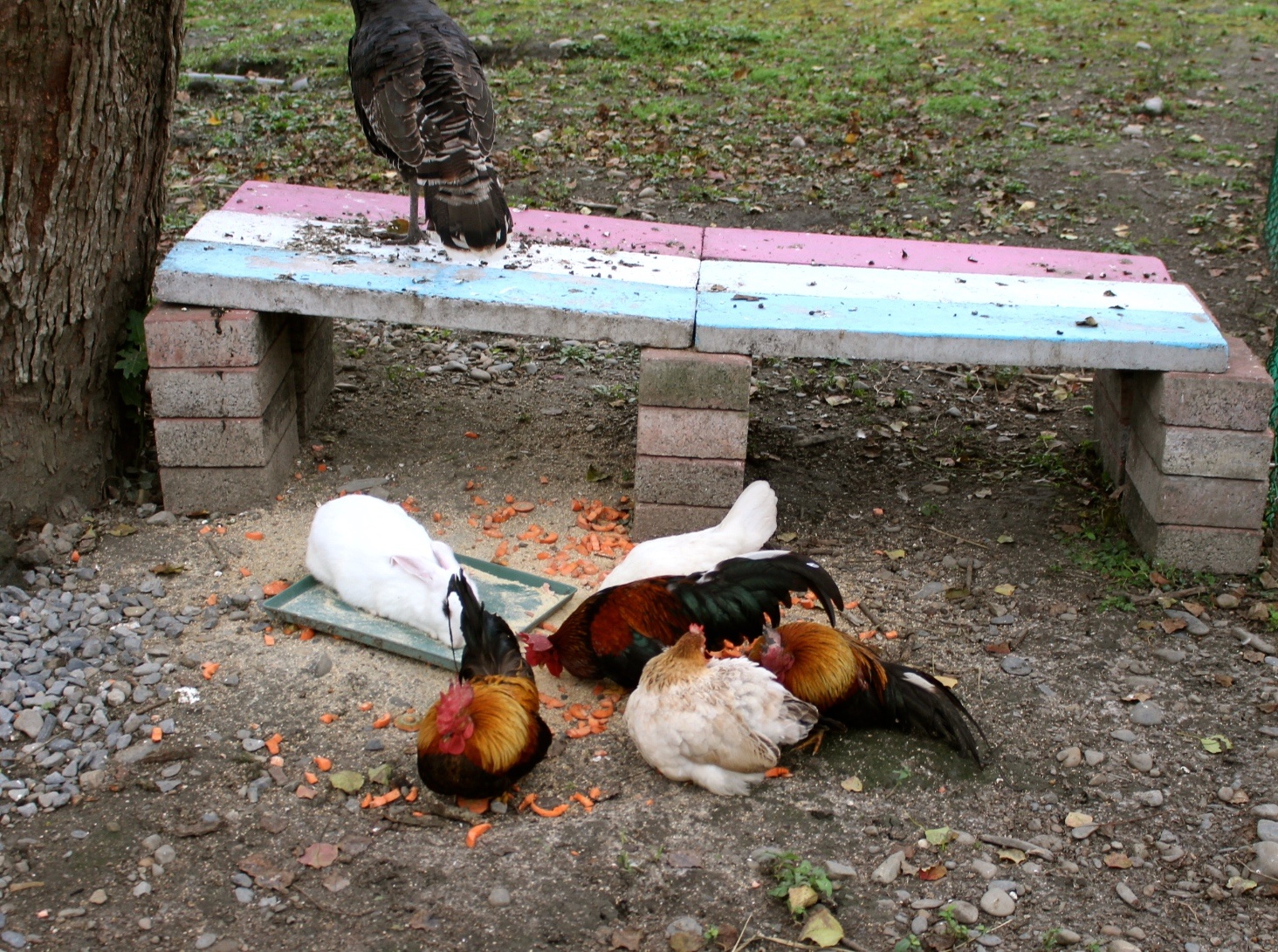 【玩 宜農牧場】30元誠實投幣入園．餵食五寶100元可以餵到八種小動物！不限時間、附設停車場