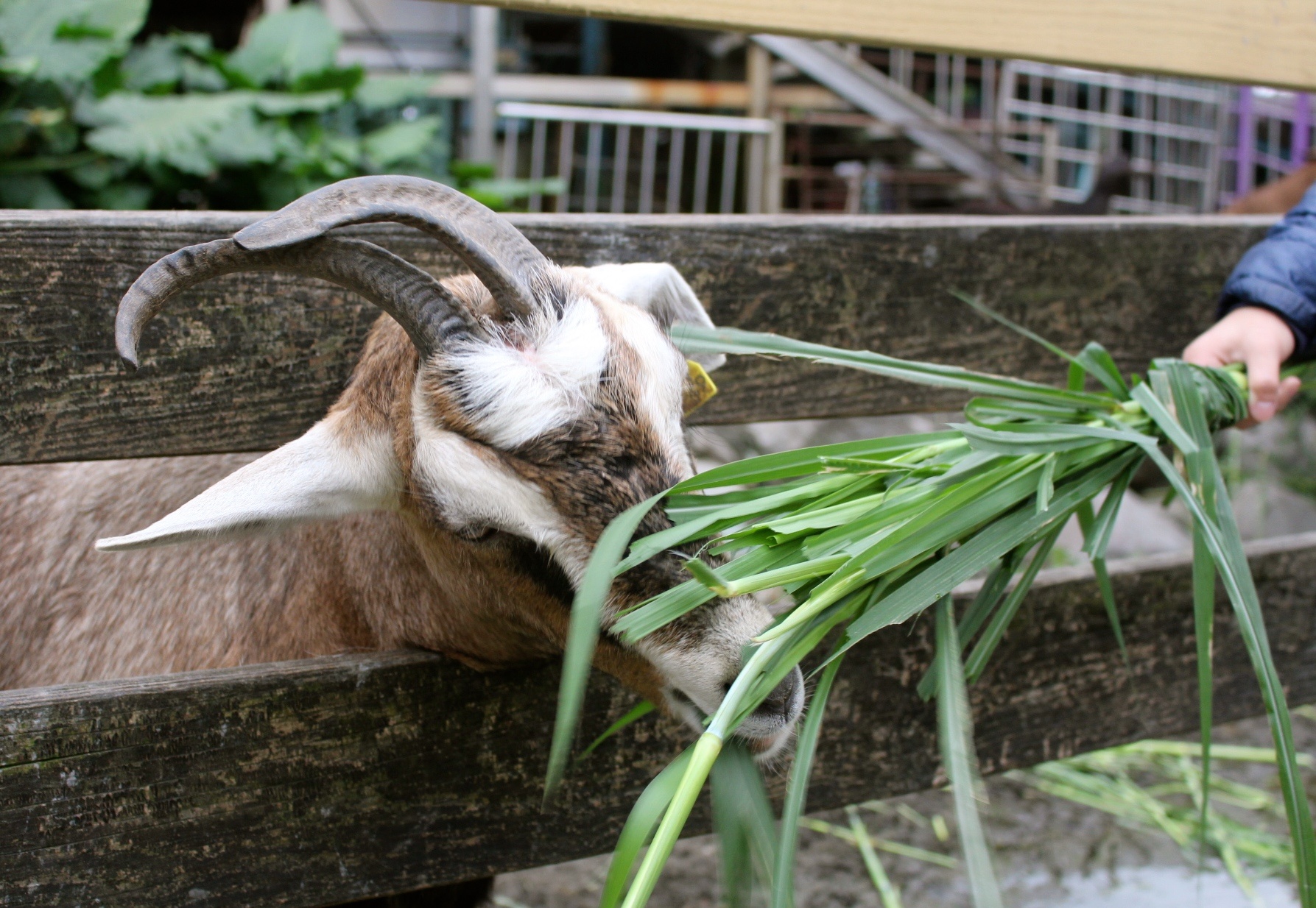 【玩 宜農牧場】30元誠實投幣入園．餵食五寶100元可以餵到八種小動物！不限時間、附設停車場