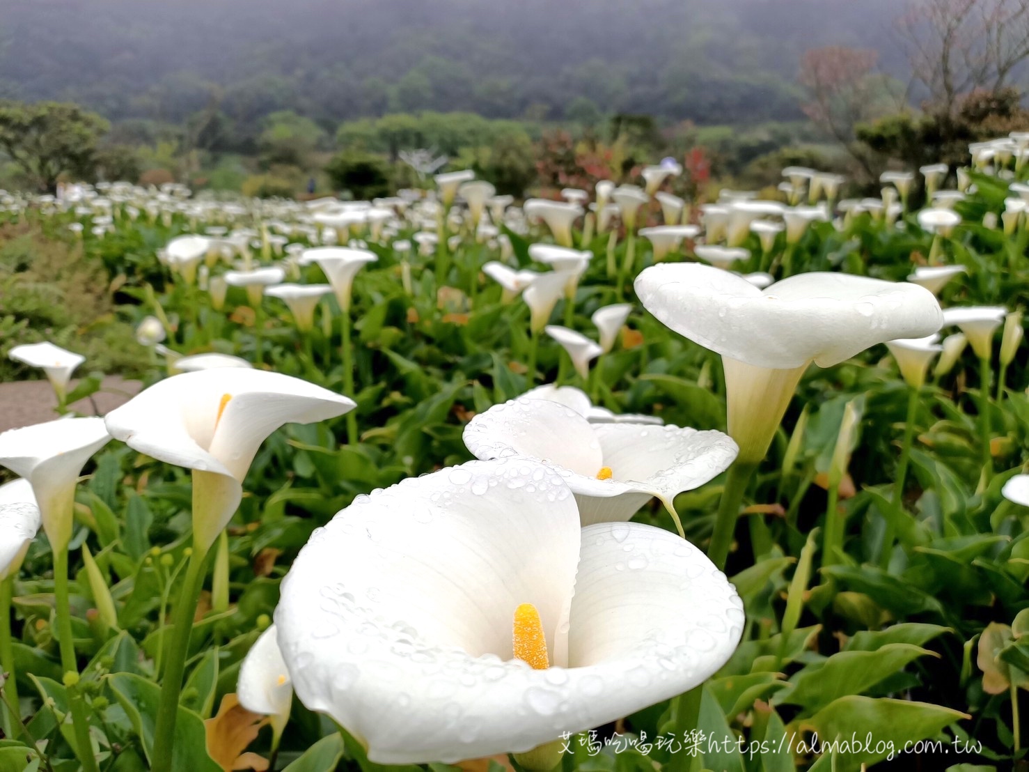 竹子湖海芋季