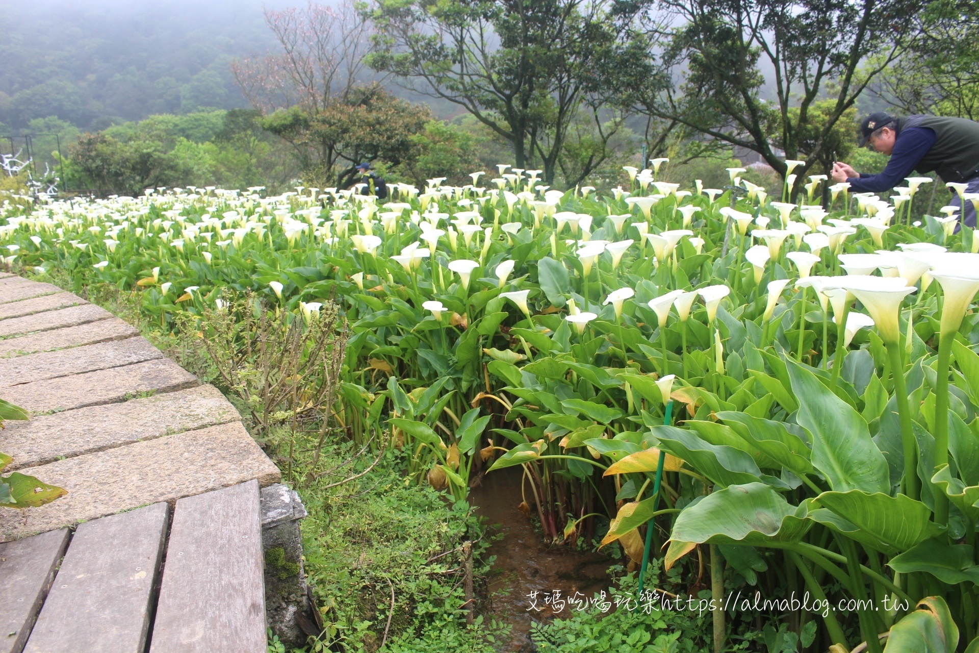 竹子湖海芋季