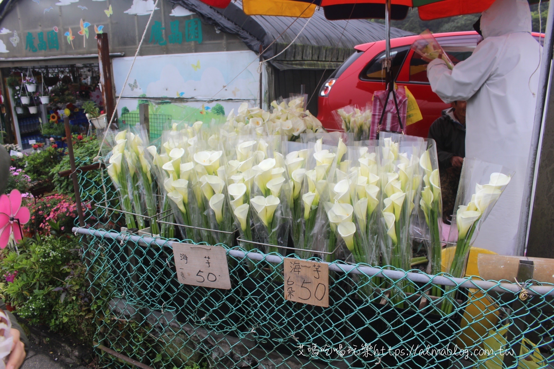 竹子湖海芋季