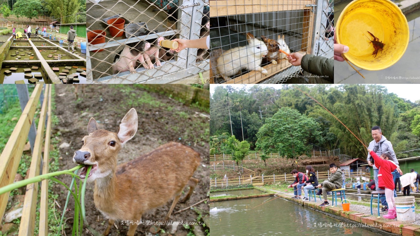 大溪景點,李家摸蜆農場,花鹿秘境,親子遊,釣蝦釣魚,餵鹿,麝香豬 @艾瑪  吃喝玩樂札記